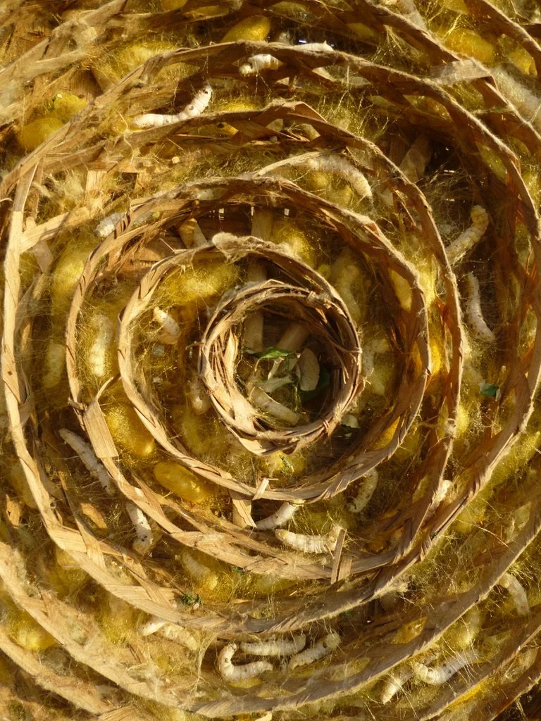 Close-up of a nest with caterpillars and silk, arranged in a spiral pattern.