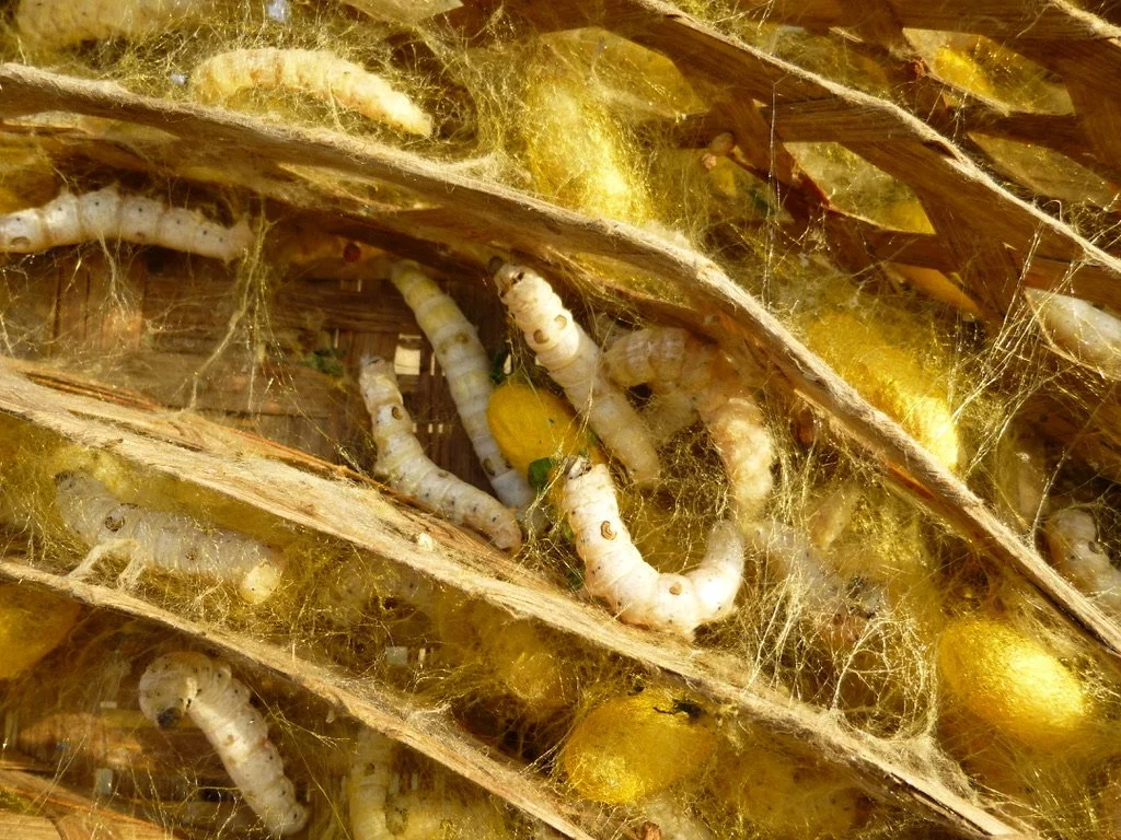 Close-up of silkworm larvae feeding on mulberry leaves, surrounded by silk cocoons and webbing.