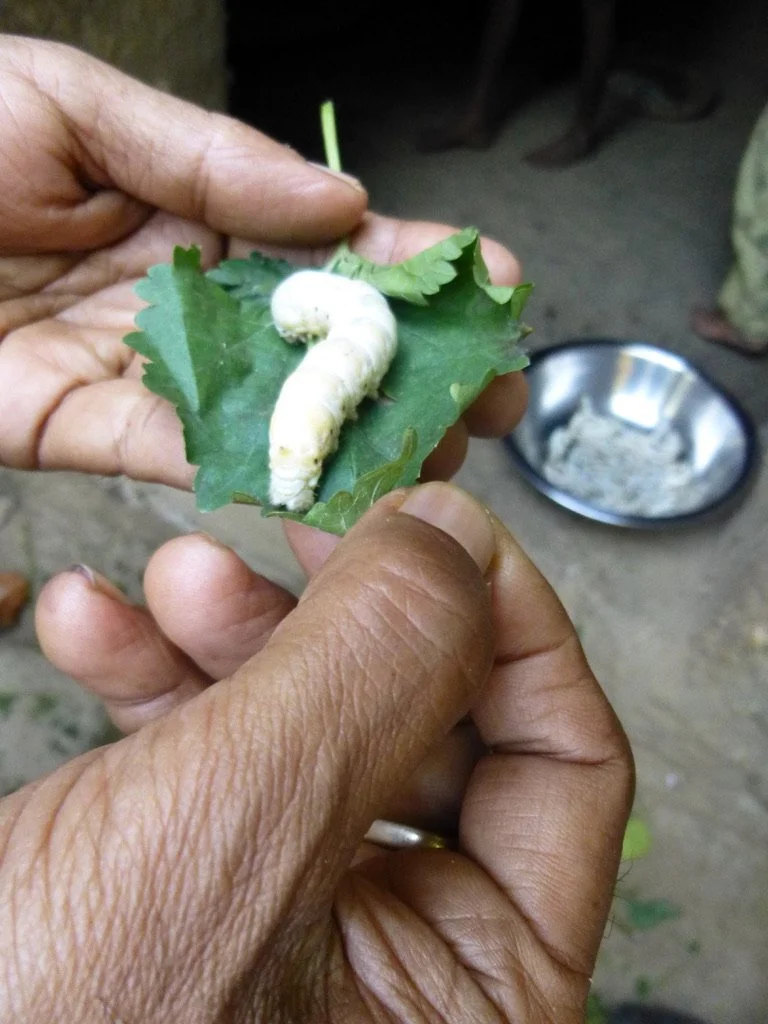 Close-up of a person holding a white caterpillar on a green leaf, with a metal dish in the background.