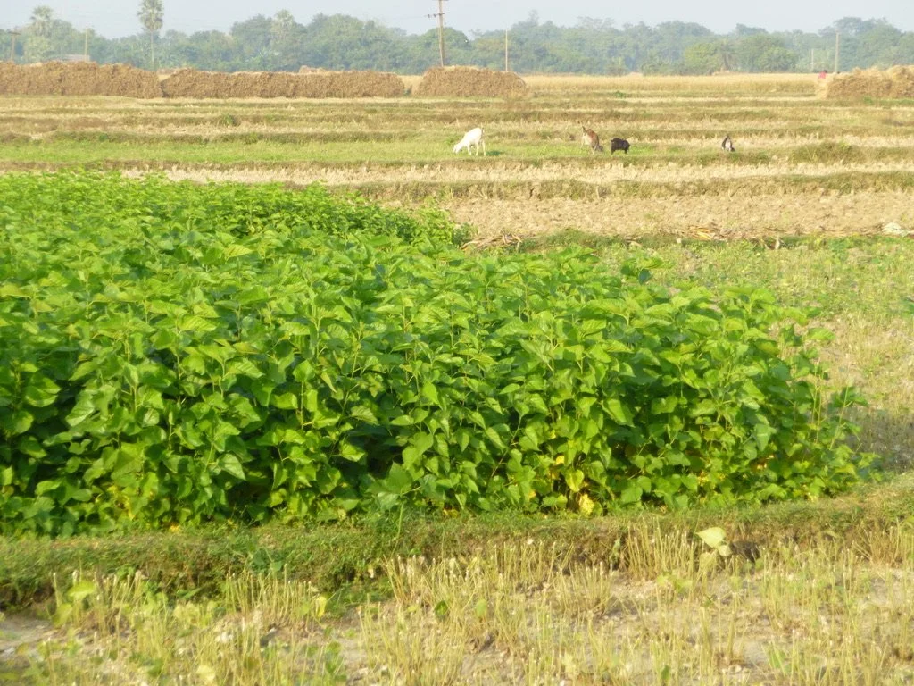 Green leafy plant in the foreground with dried soil and multiple fields in the background, some with hay bales and horses grazing.