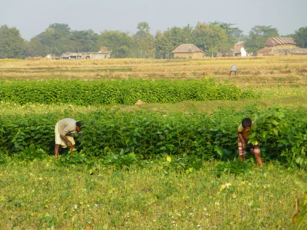 Two children working in a lush green farm with small houses and trees in the background.