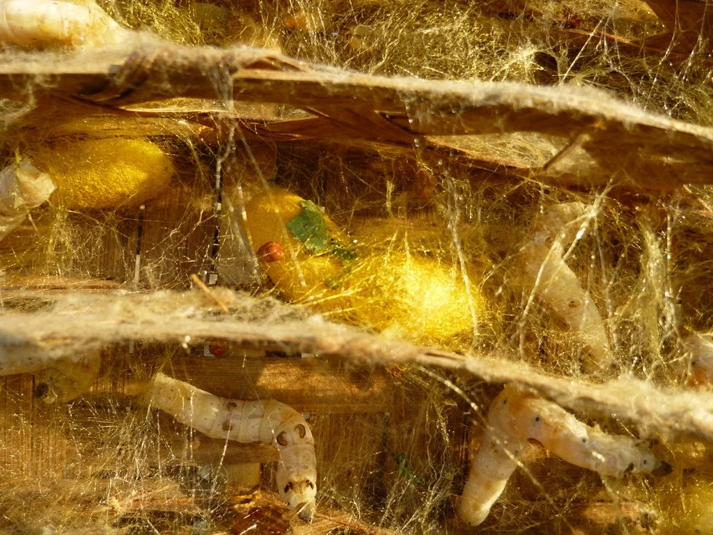Close-up of a nest with larvae or pupae, silk webbing, and some green leaves.