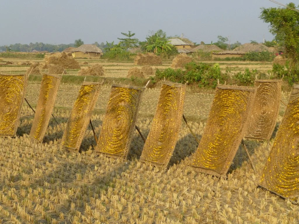 Dry agricultural field with solar drying racks for corn, and bundles of harvested crops in the background in a rural area with trees and traditional huts.