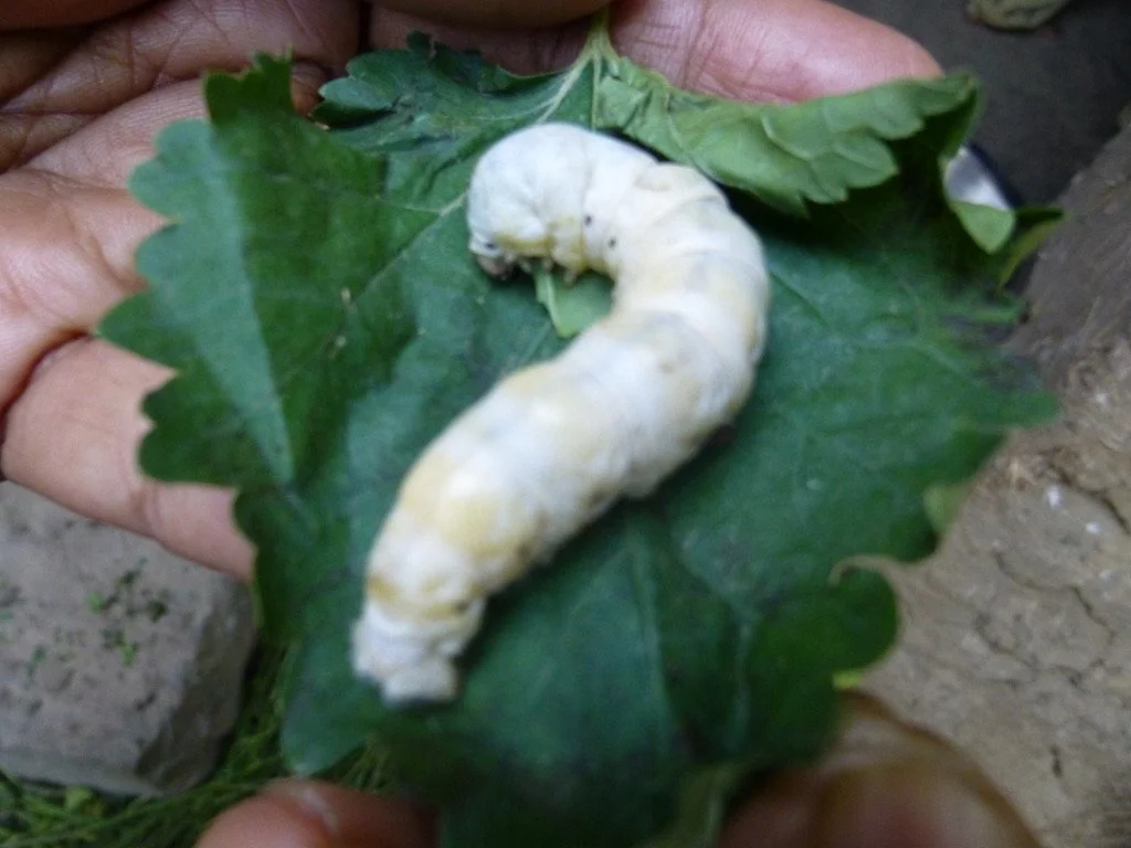 Close-up of a white grub larva on a green leaf held in someone's hand.