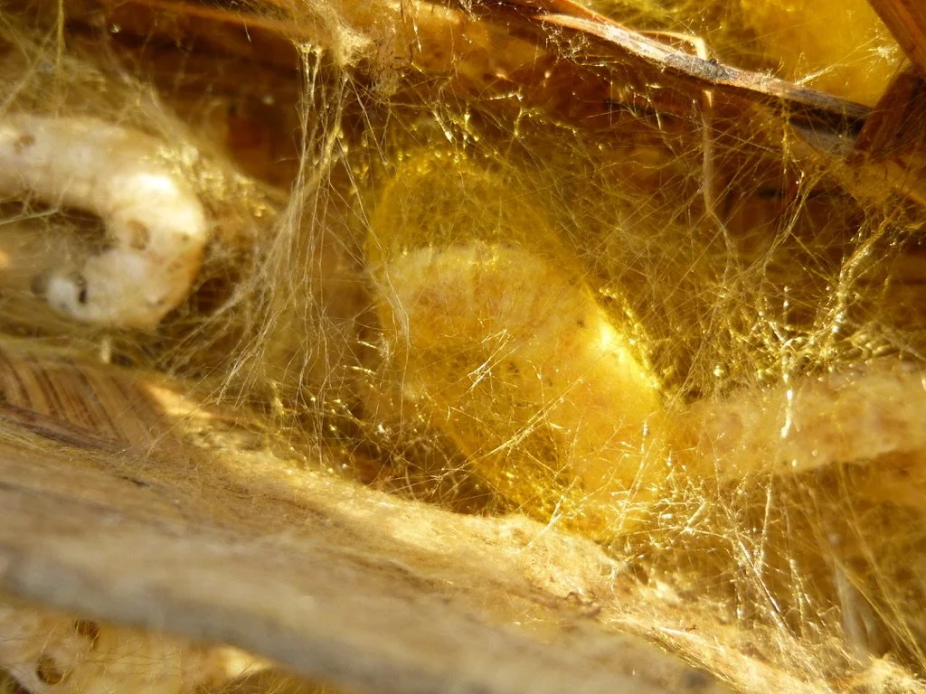 Close-up of a spider's egg sac with webbing.