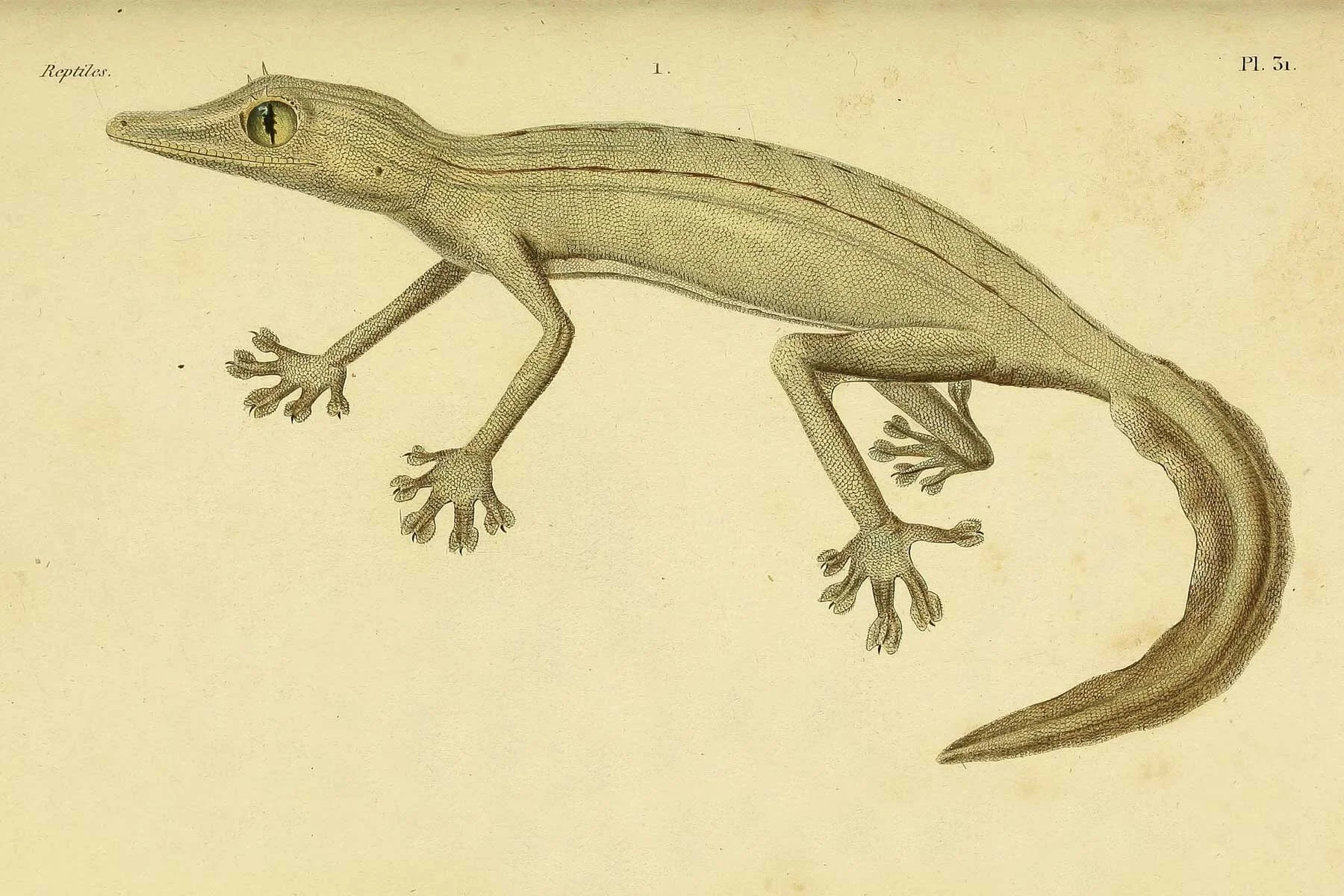 erptologiegn00dum_0149.jpg