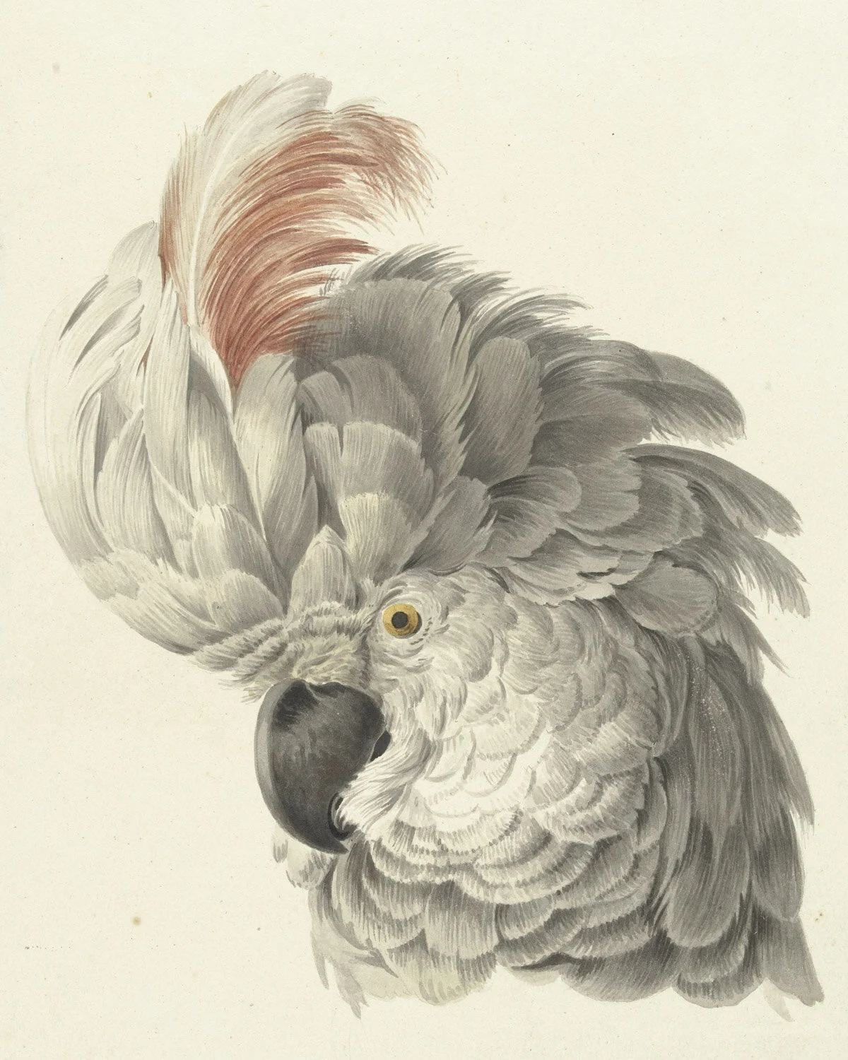 Cockatoo