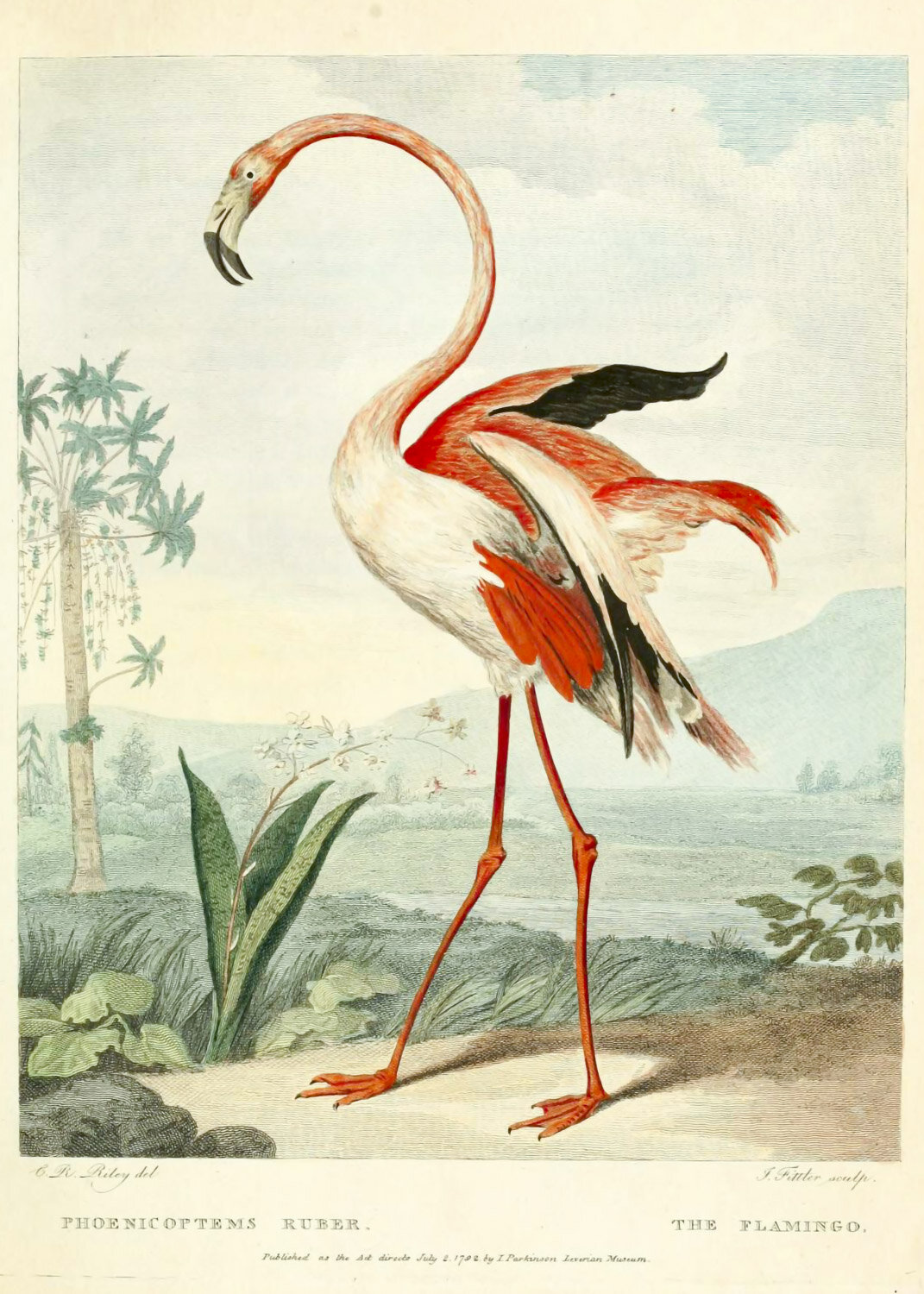 MA0003flamingoPrintReadyFlamingo_1.jpg