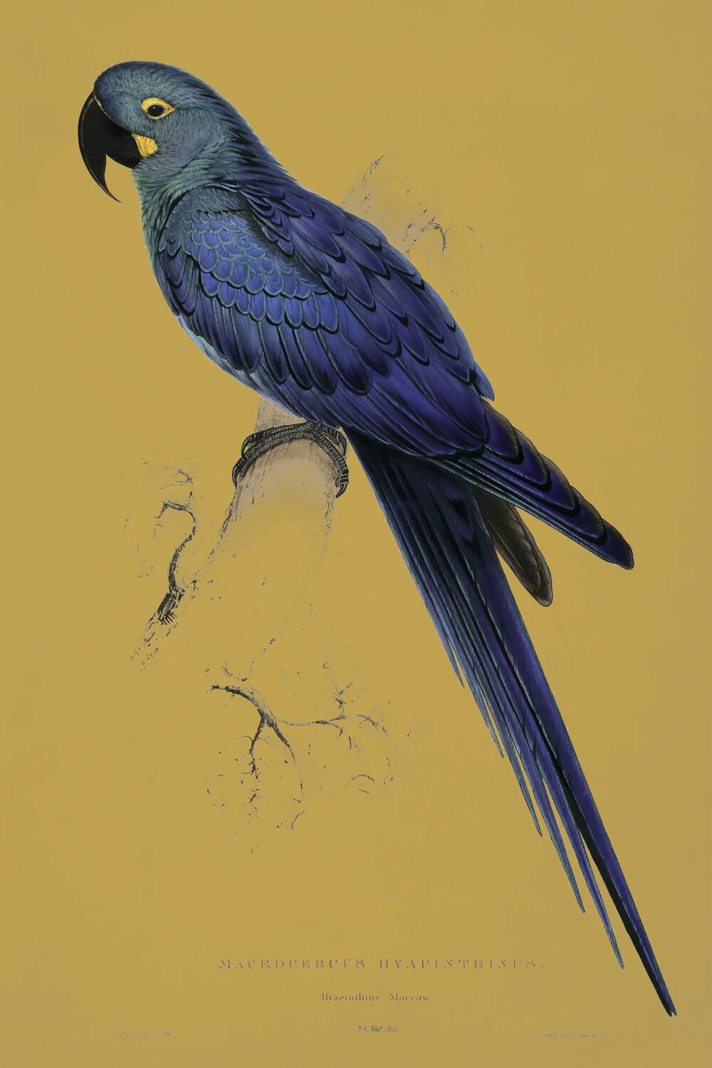 MA0005MccawLears-Maccaw_Edward_Lear copy_1_1.jpg