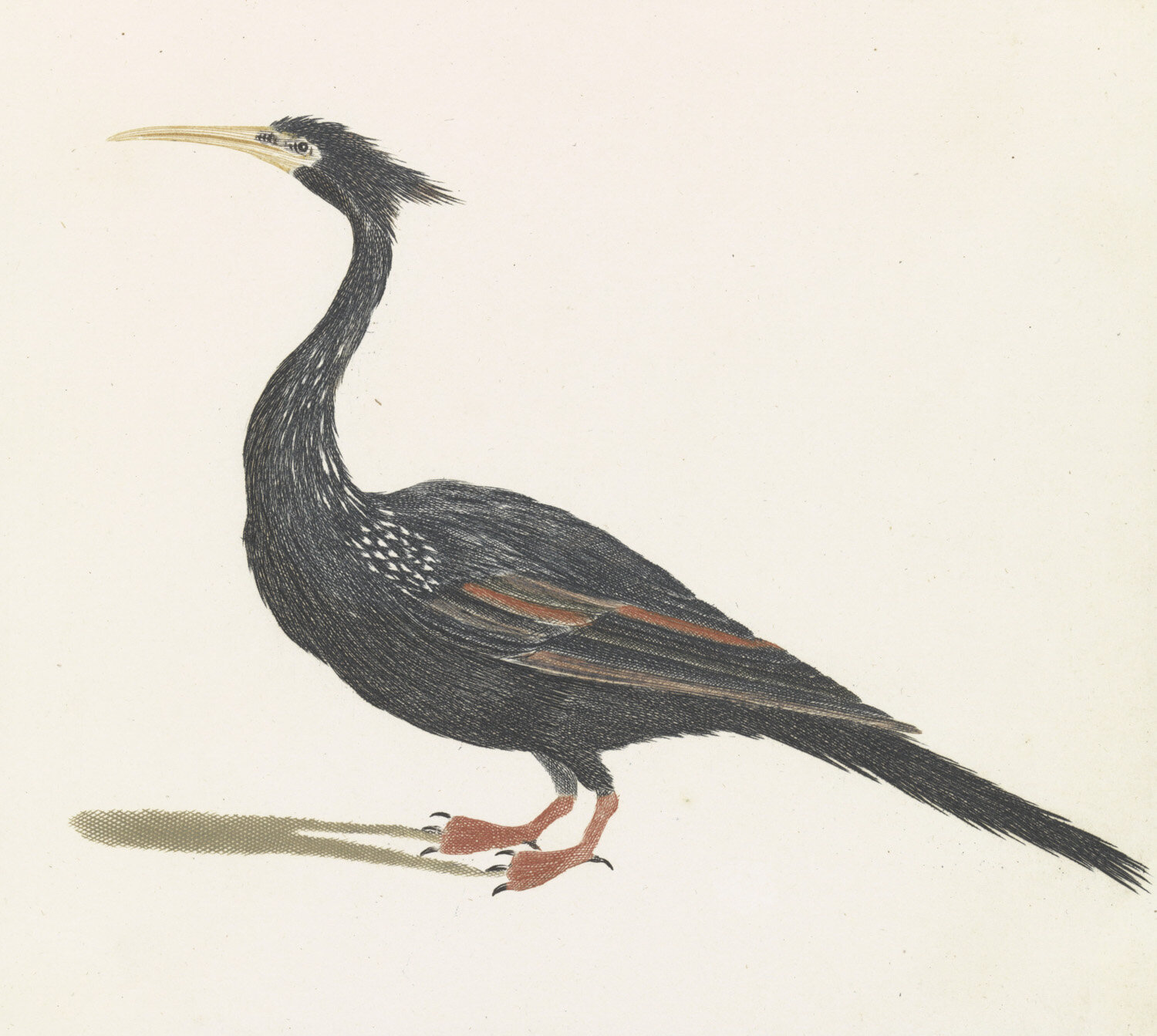 MA0016AfricanDarterRP-P-1939-1359.jpg