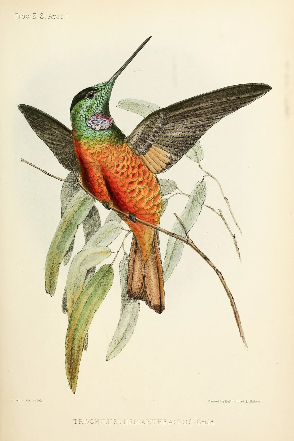 MA0034Hummingbird50001244231_cf81d67160_o.jpg