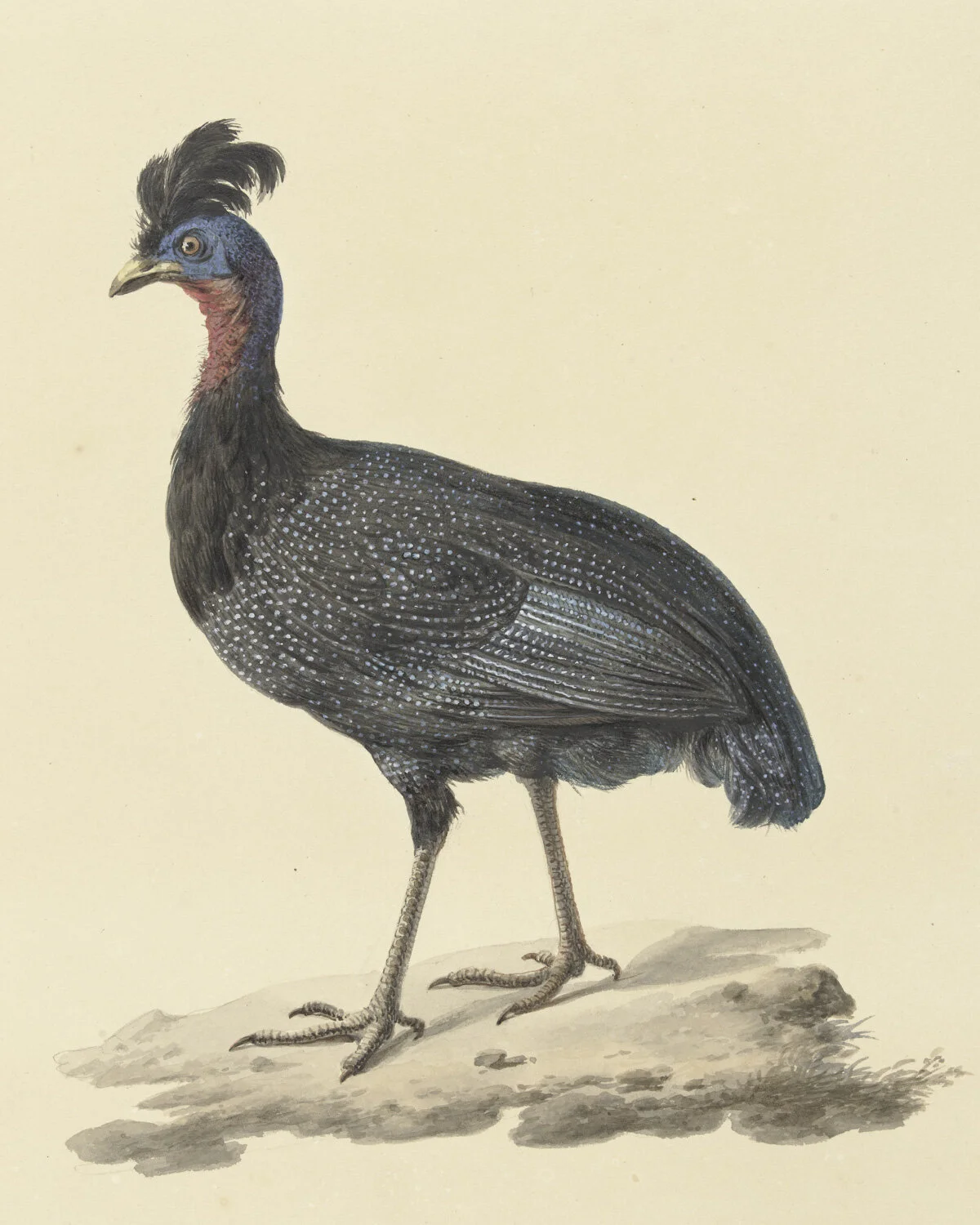 MA0048PlumedGuineafowlRP-T-1905-233.jpg