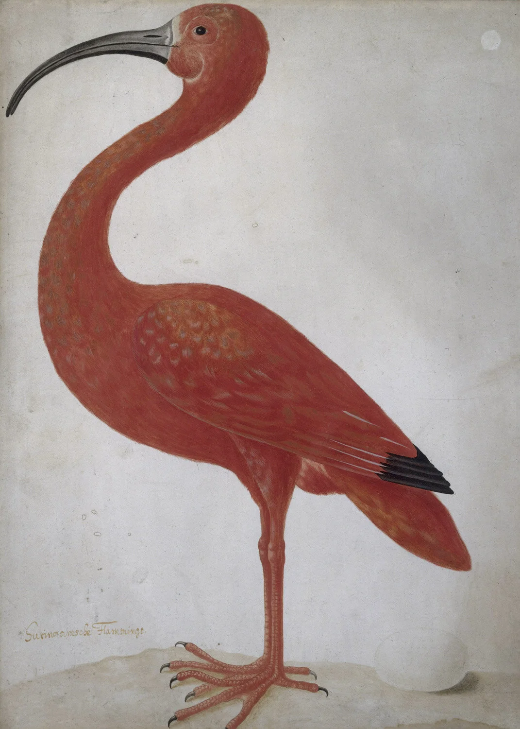 MA0015ScarletIbisM1075M077RP-T-1977-16.jpg