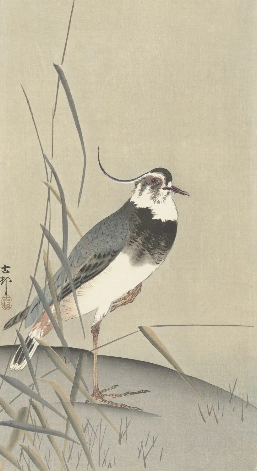MA0019LapwingRP-P-1999-491.jpg
