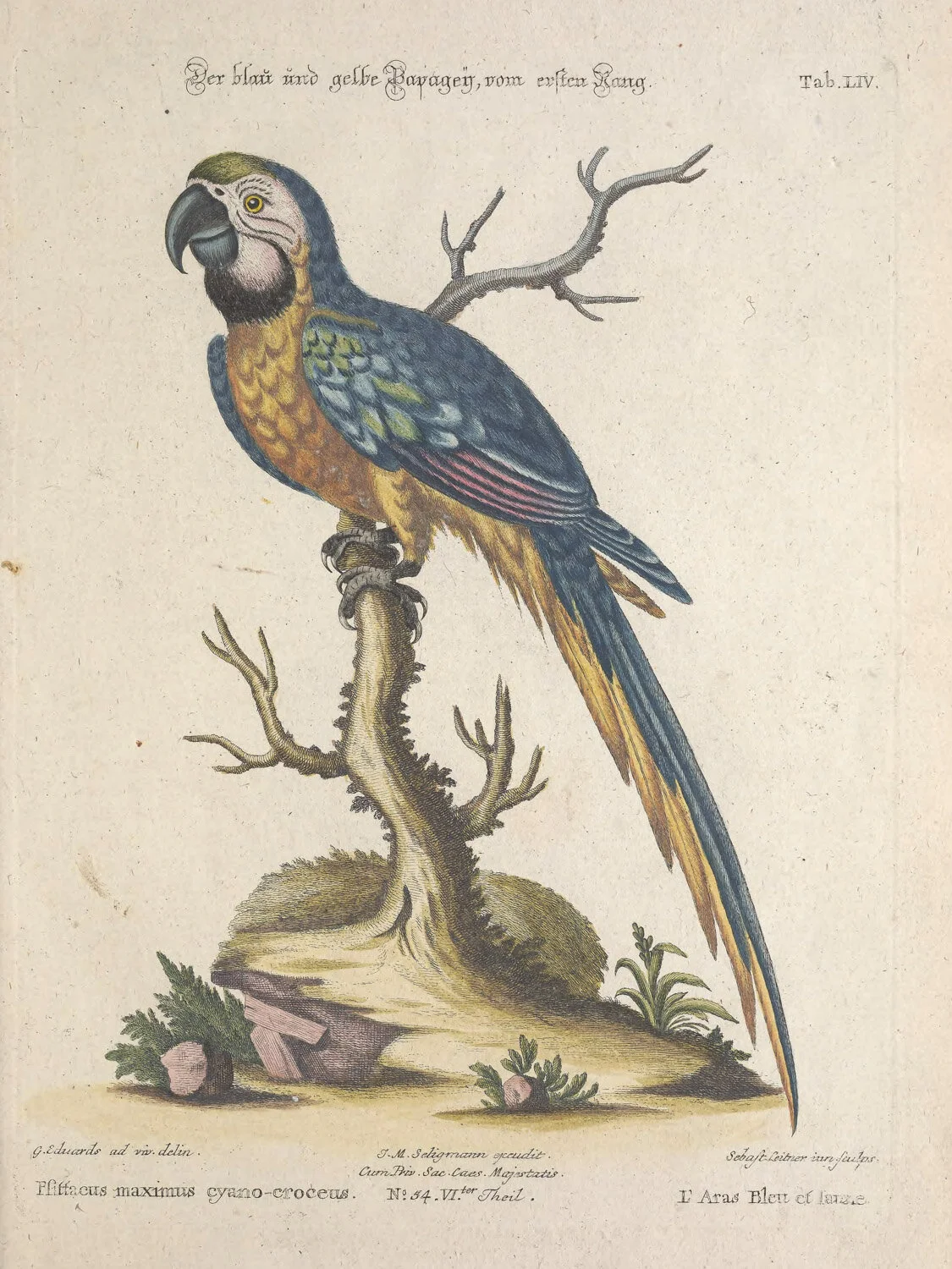 Blue and Yellow Macaw.jpg