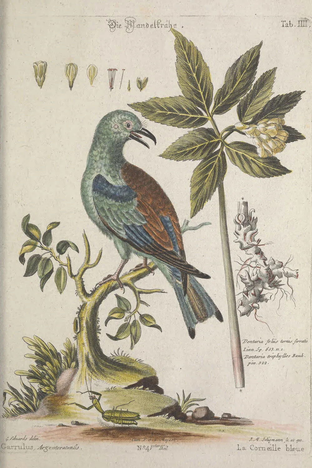 Blue Corneille.jpg