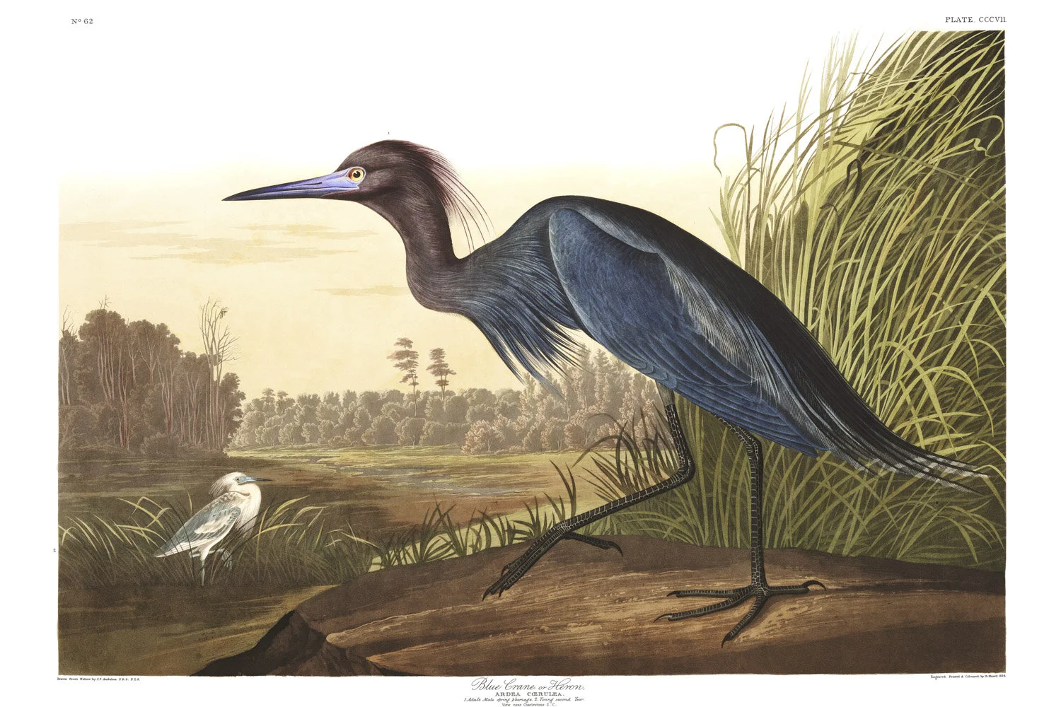 Blue Crane.jpg
