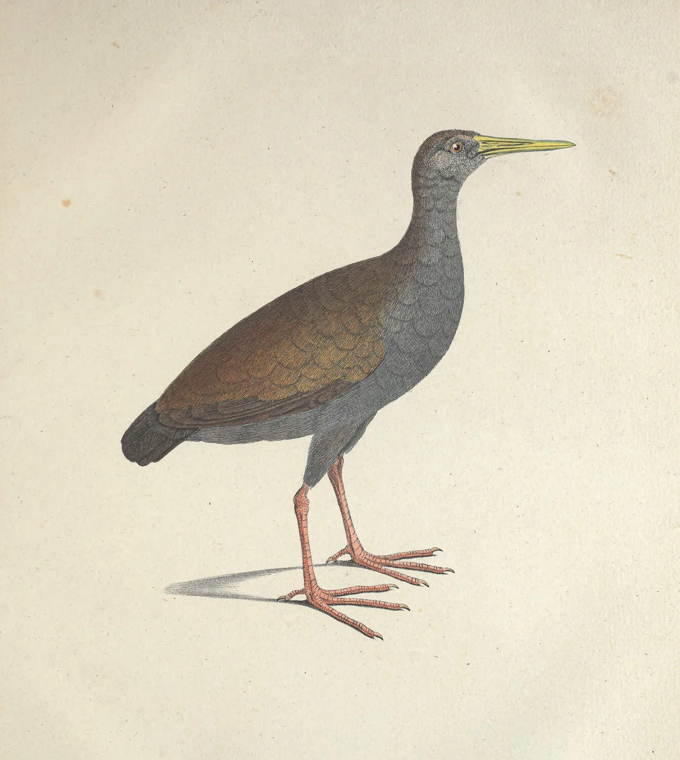Caesia Gallinula.jpg