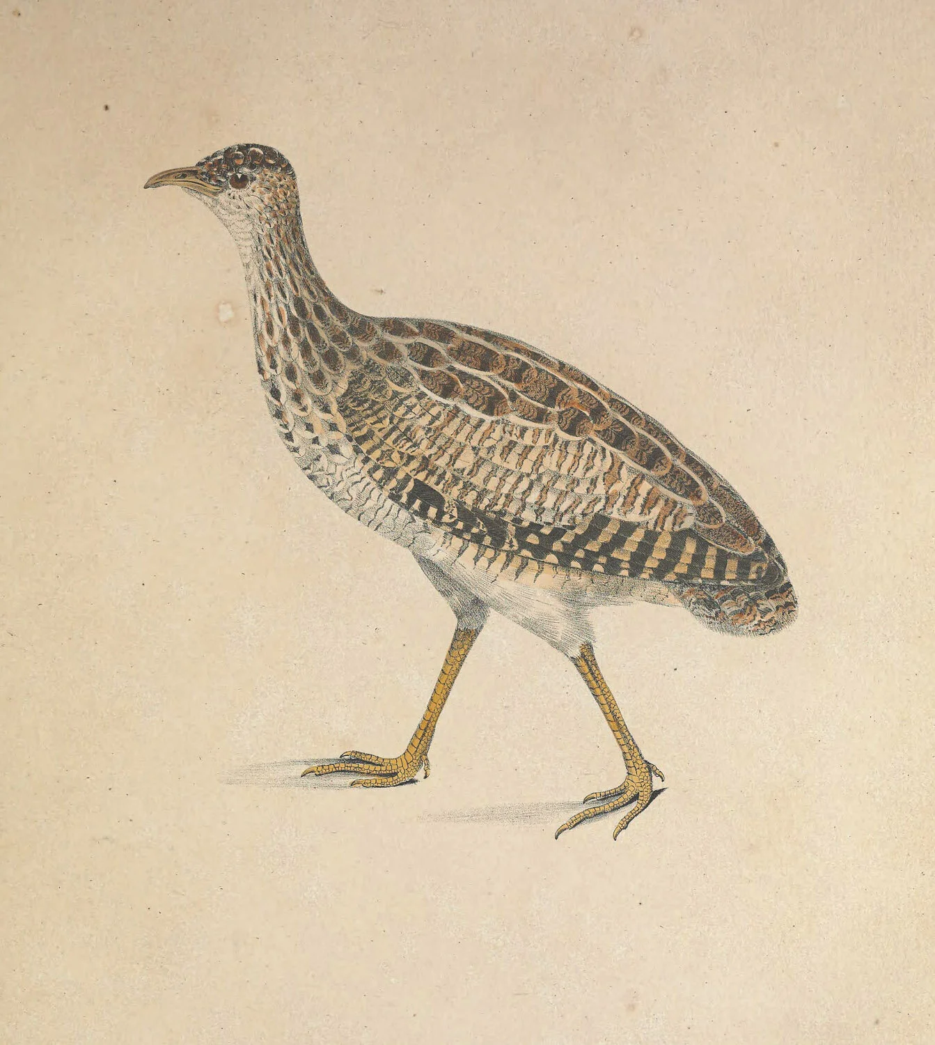 Boraquira Tinamus.jpg
