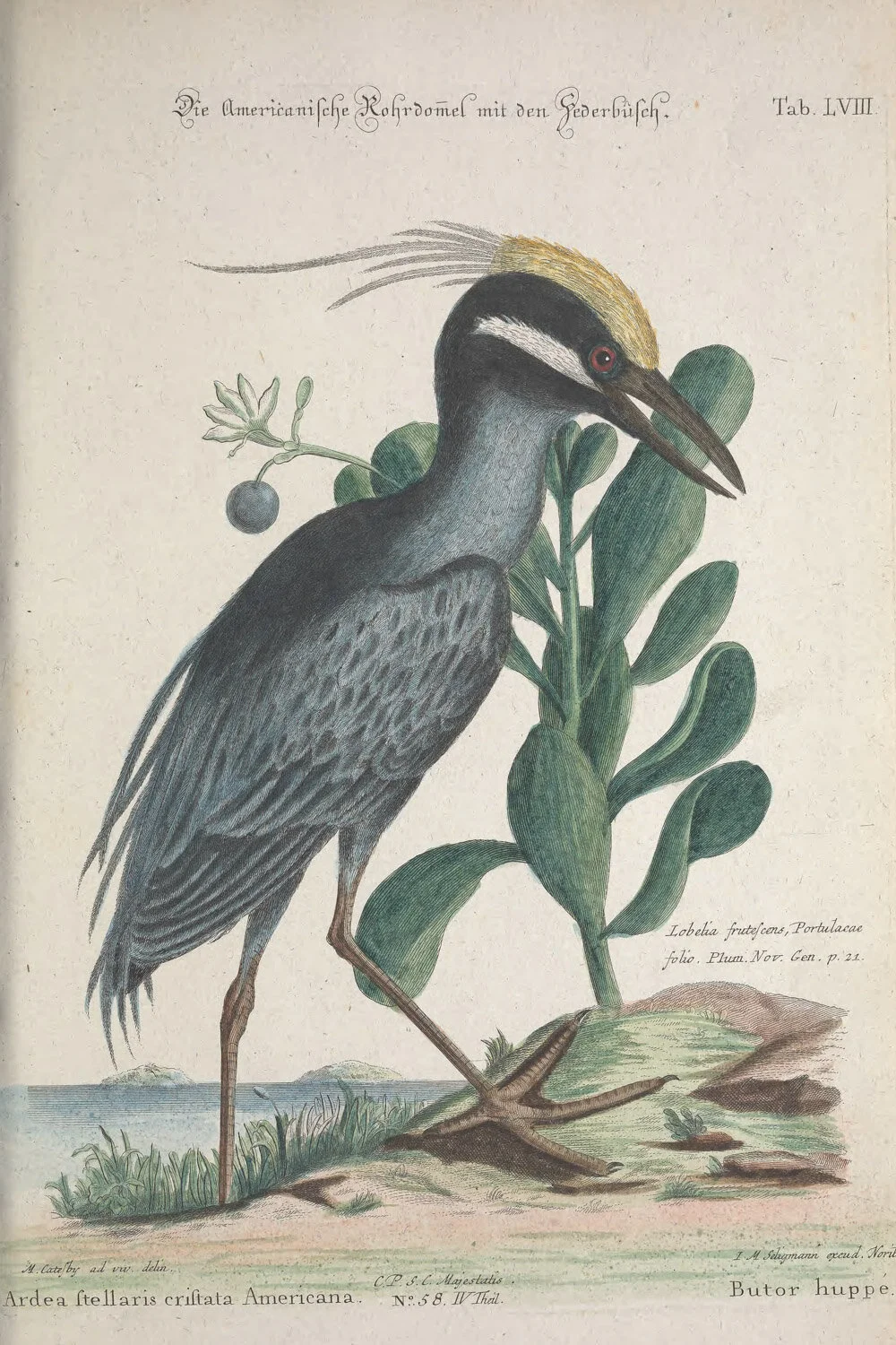 Crefted Bittern.jpg