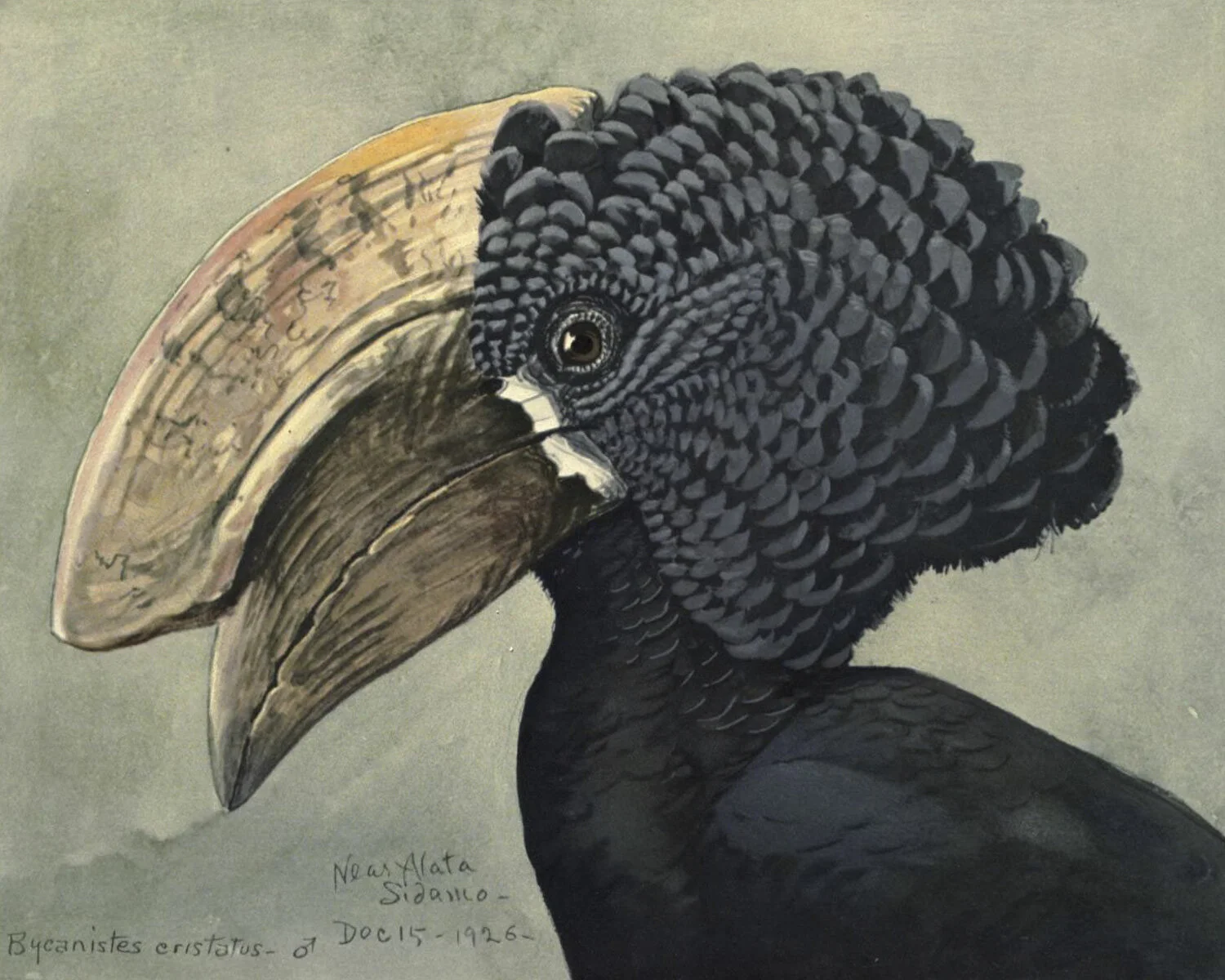 Crested Hornbill.jpg