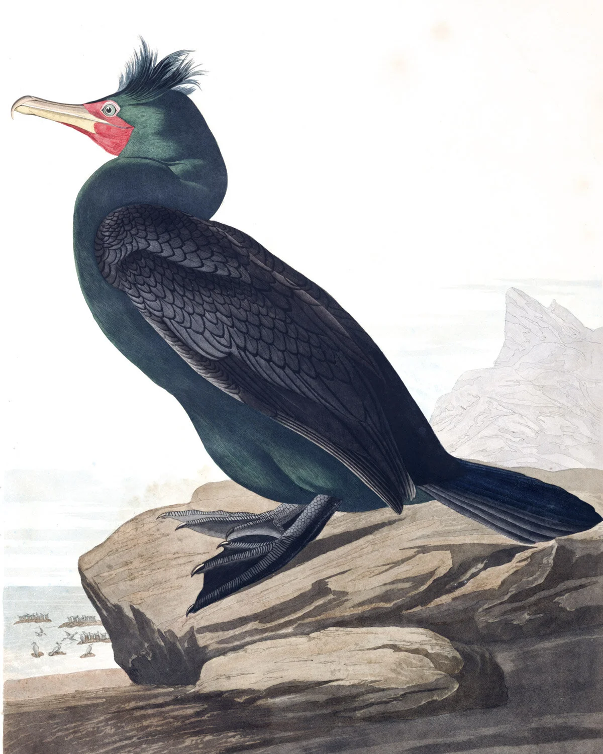 Double-crested Cormorant.jpg