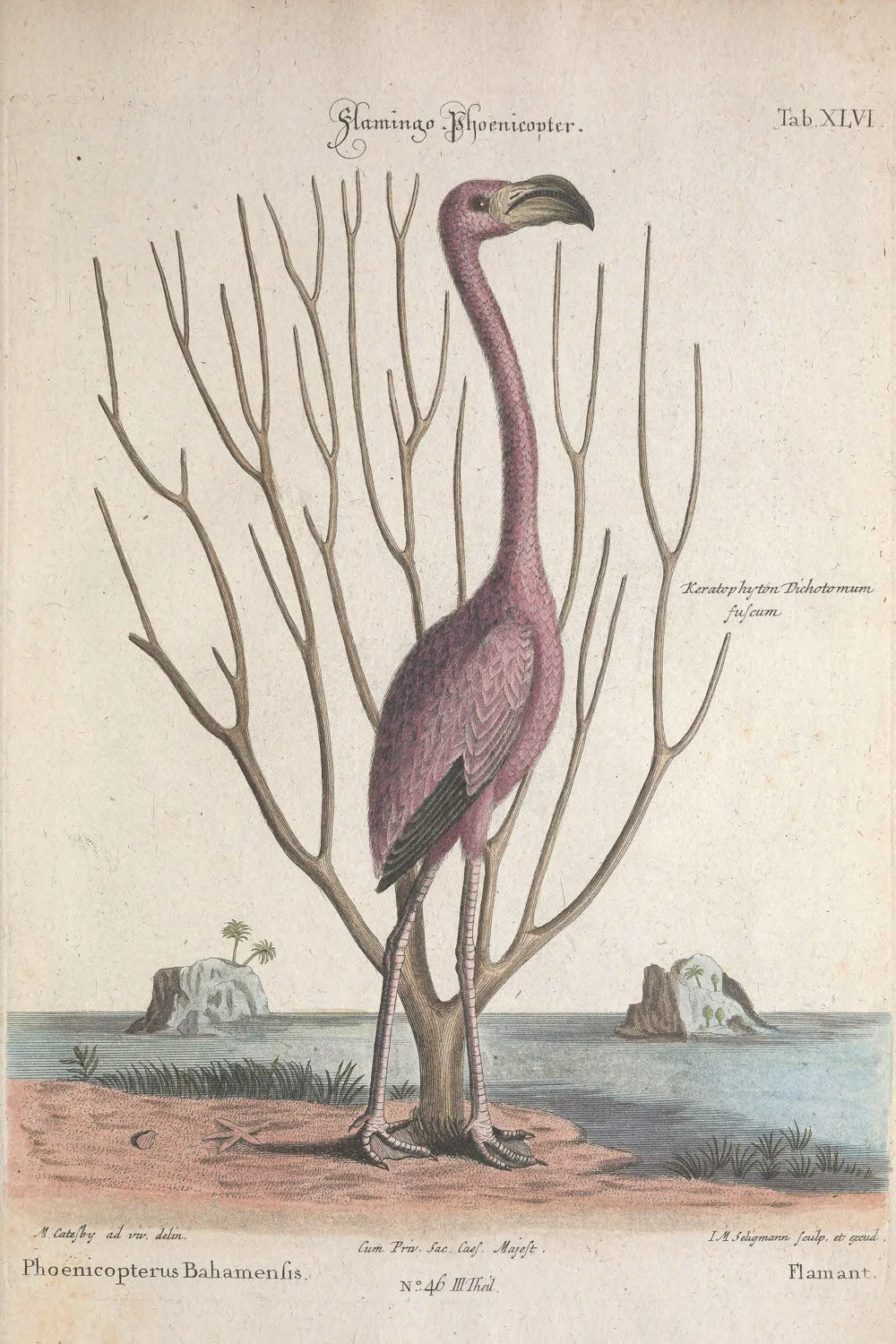 Flamingo 3.jpg
