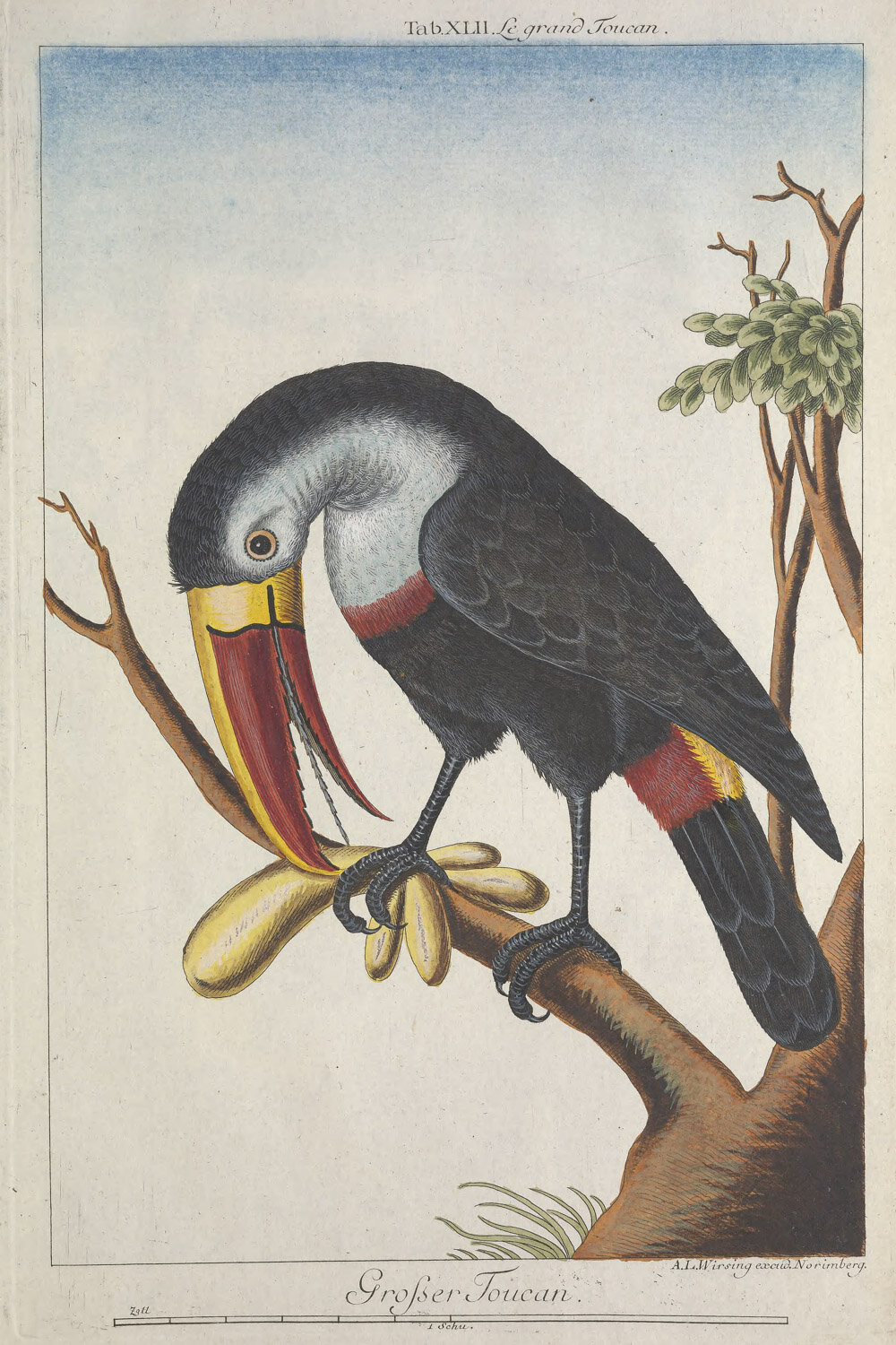 Great Toucan.jpg