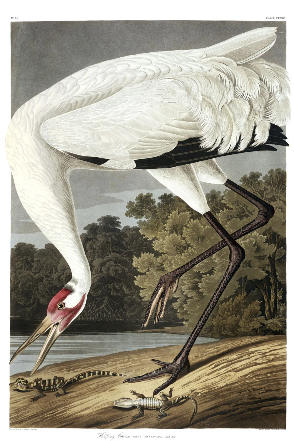 Hooping Crane.jpg