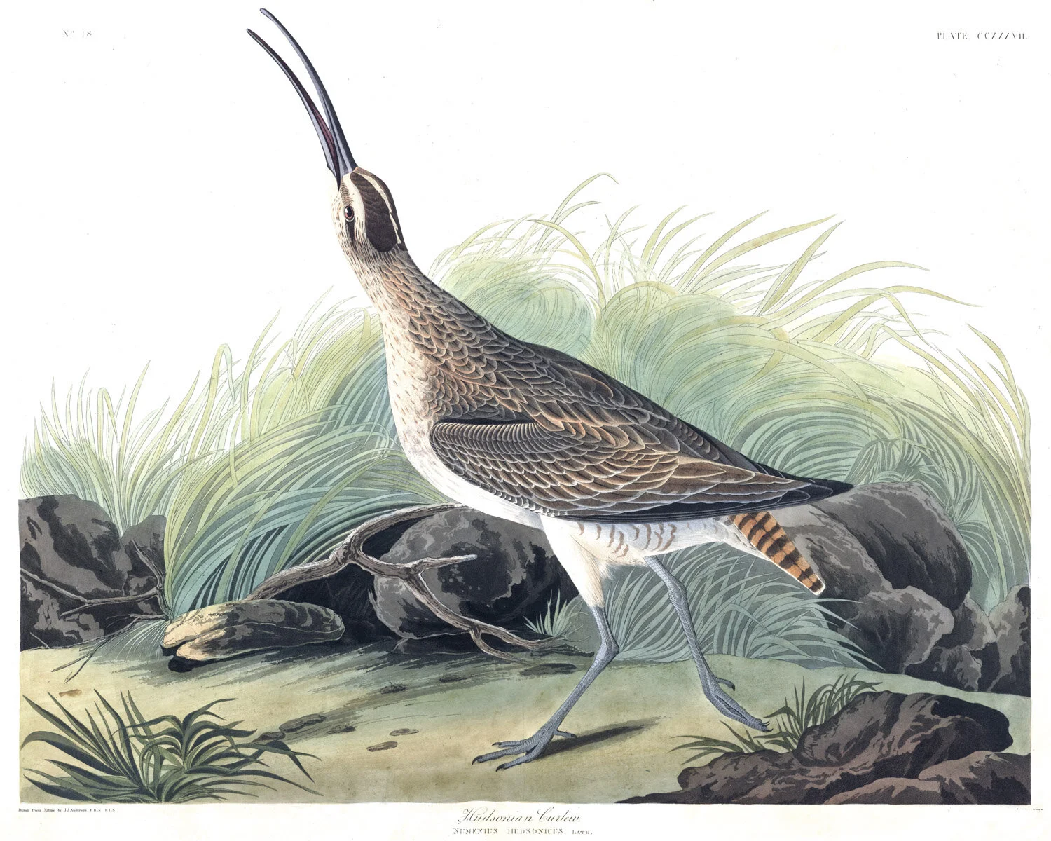 Hudsonian Curlew.jpg