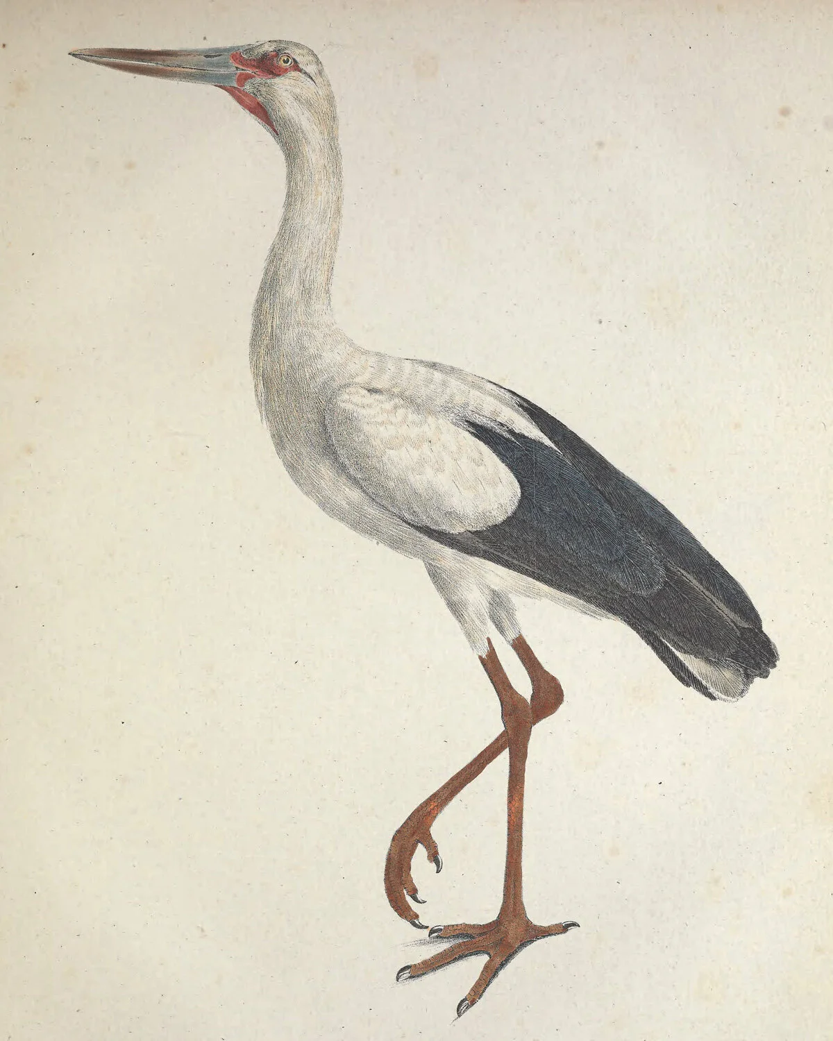 Jaburu Ciconia.jpg