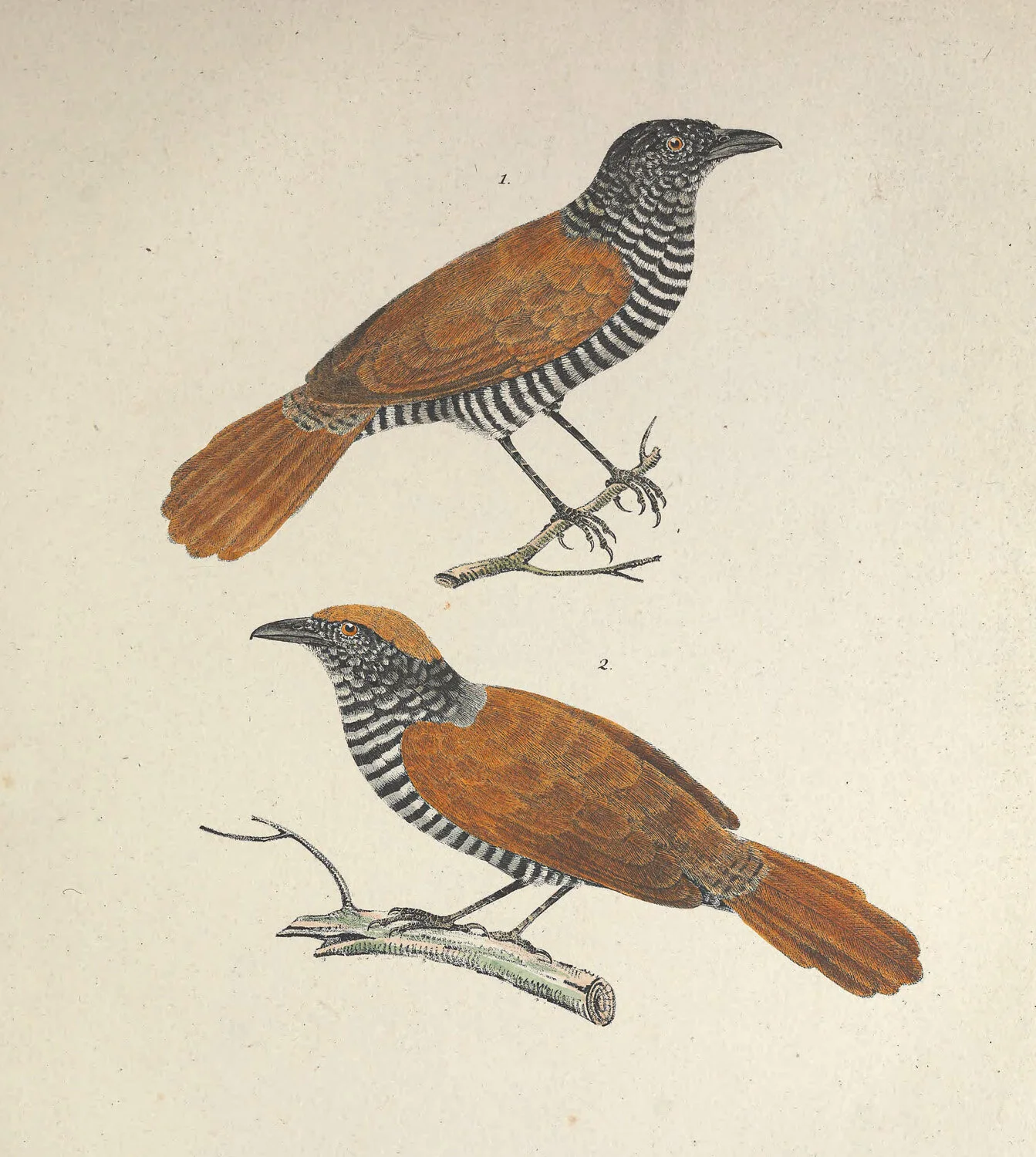 Lineatus Thamnophilus.jpg