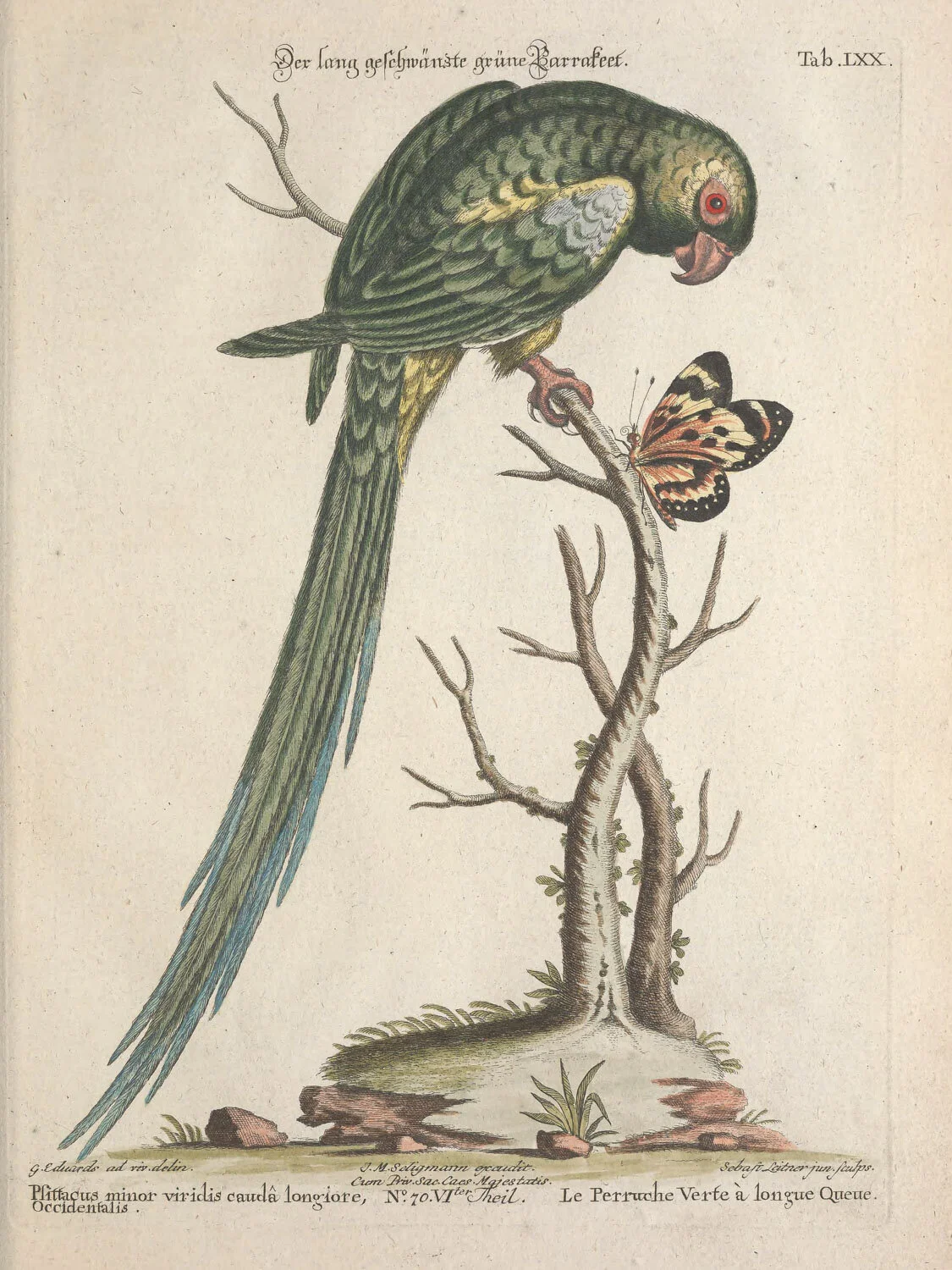 Long Tailed Green Parakeet.jpg
