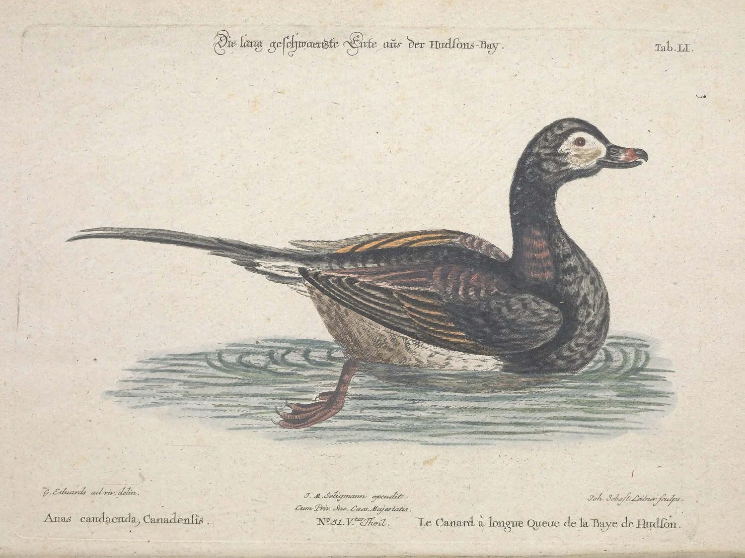 Long-Tailed Duck.jpg