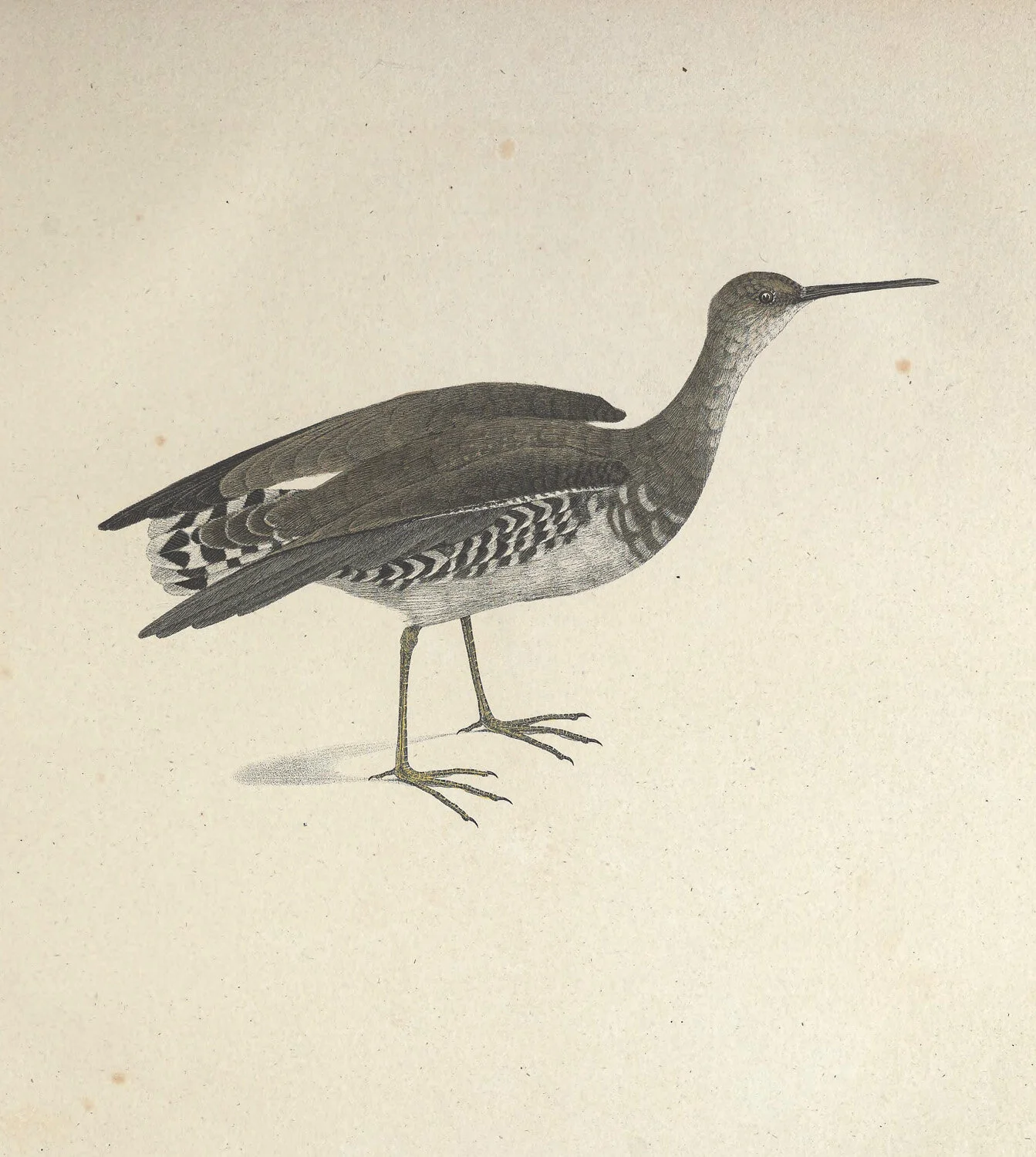 Macroptrea Tringa.jpg