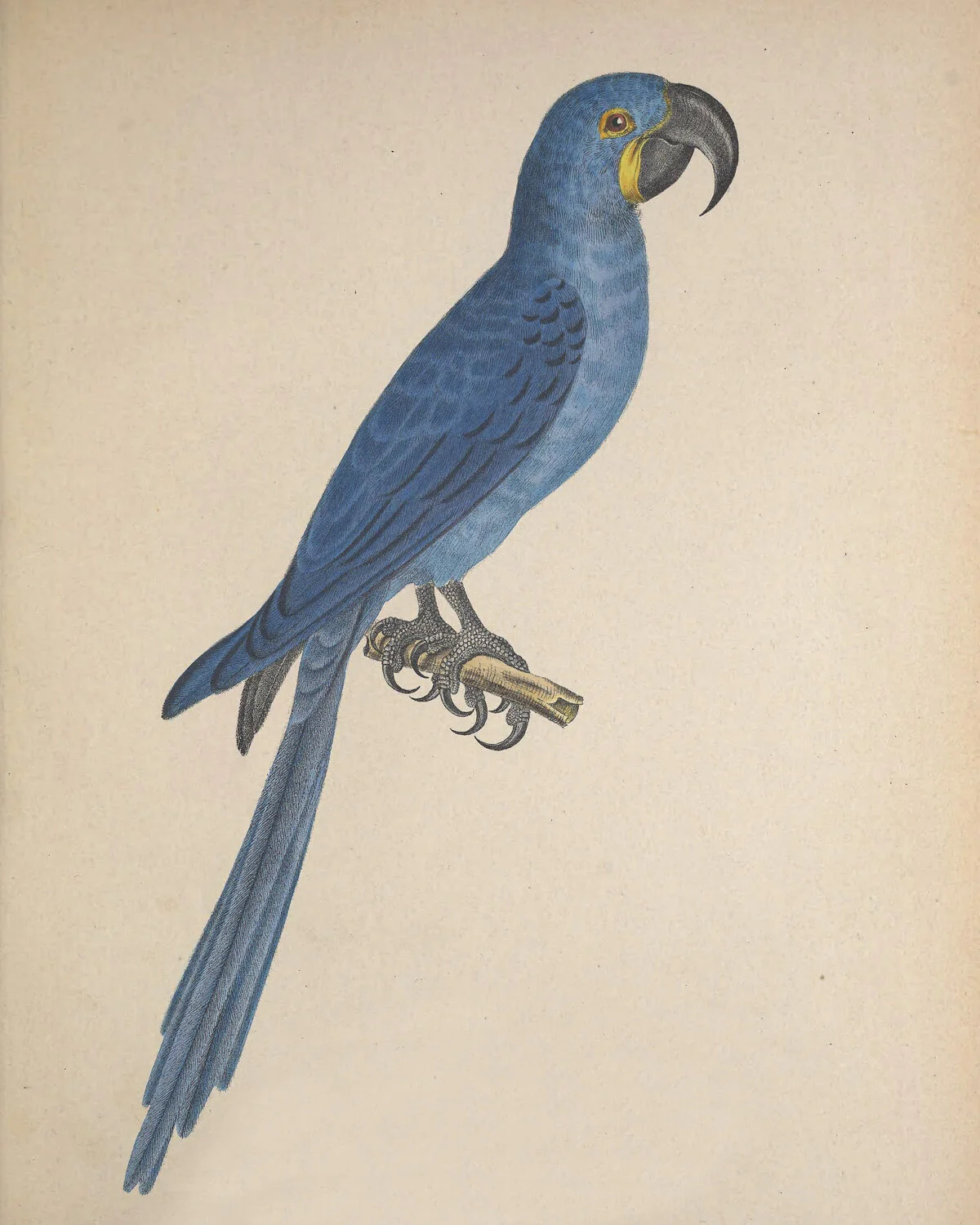 Maximiliani Anodorhynchus .jpg