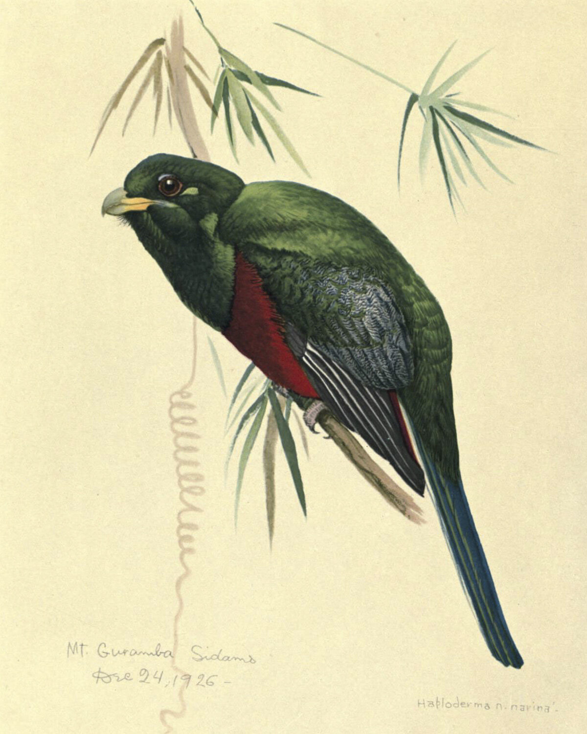 Narina Trogon.jpg