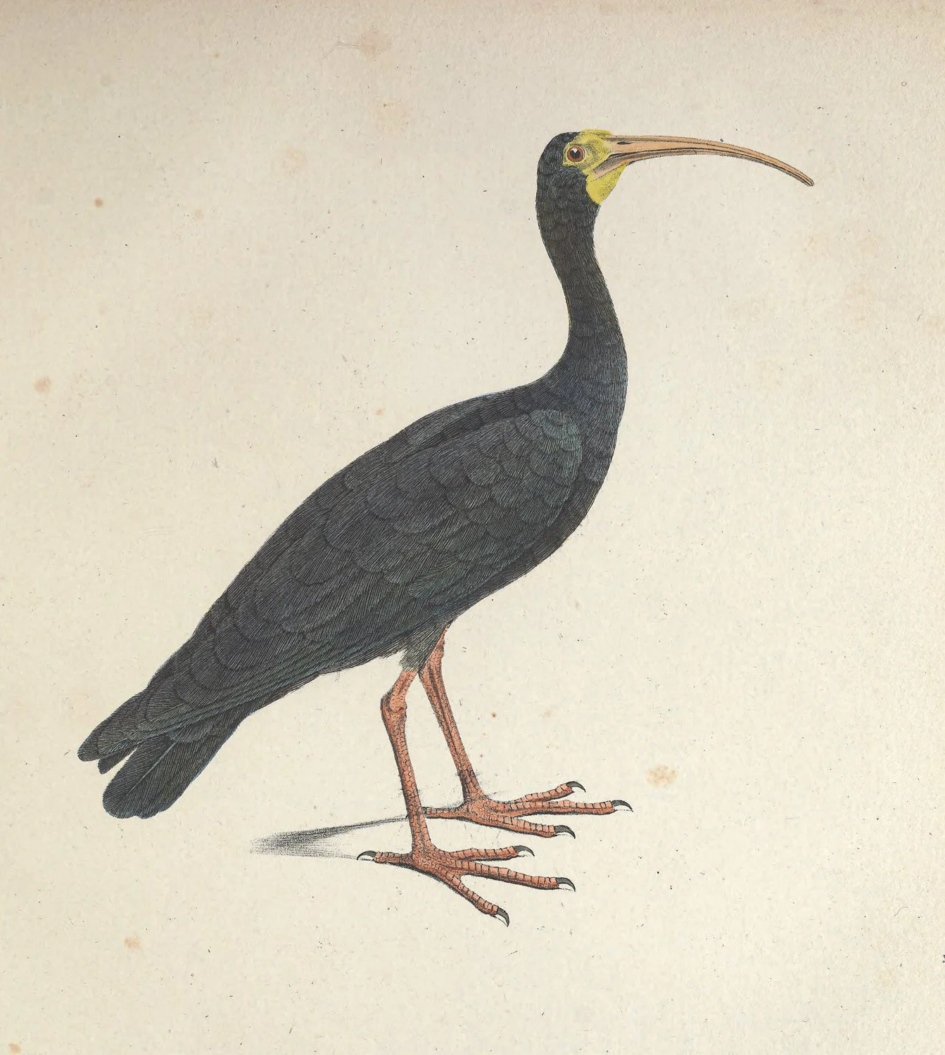 Nudifrons Ibis.jpg