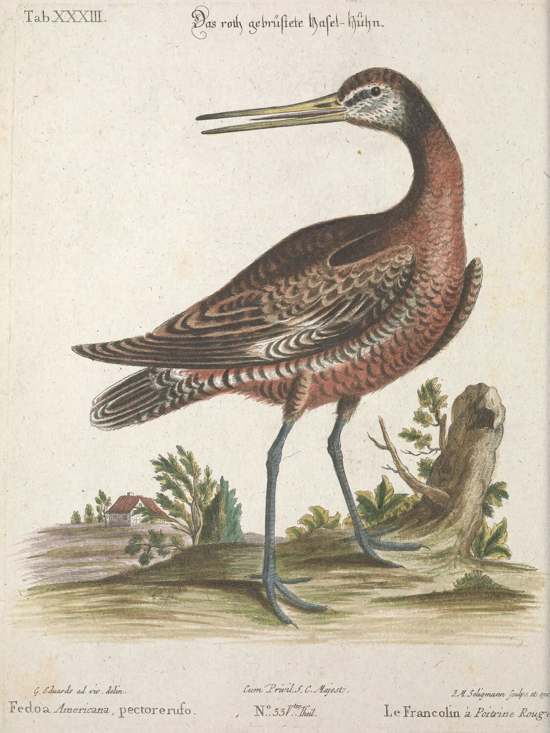 Red Breasted Francoline.jpg
