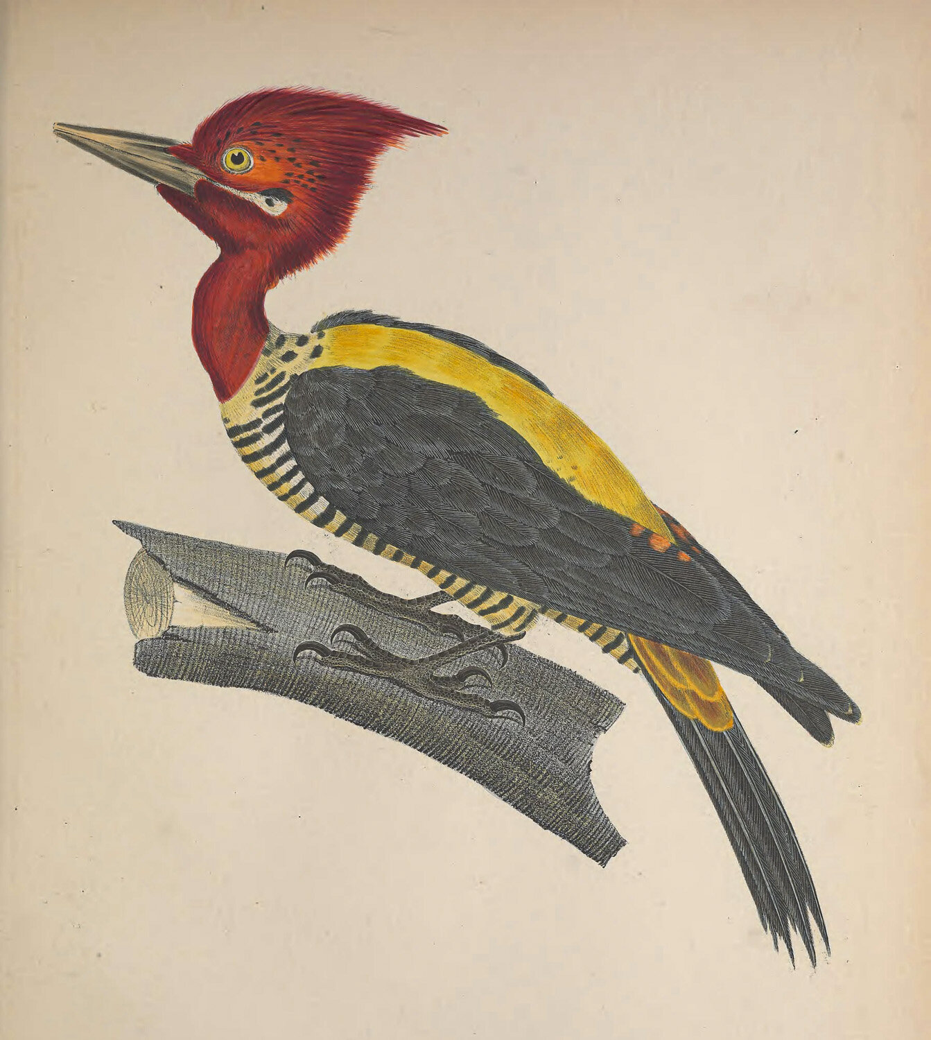 Robustus Picus.jpg