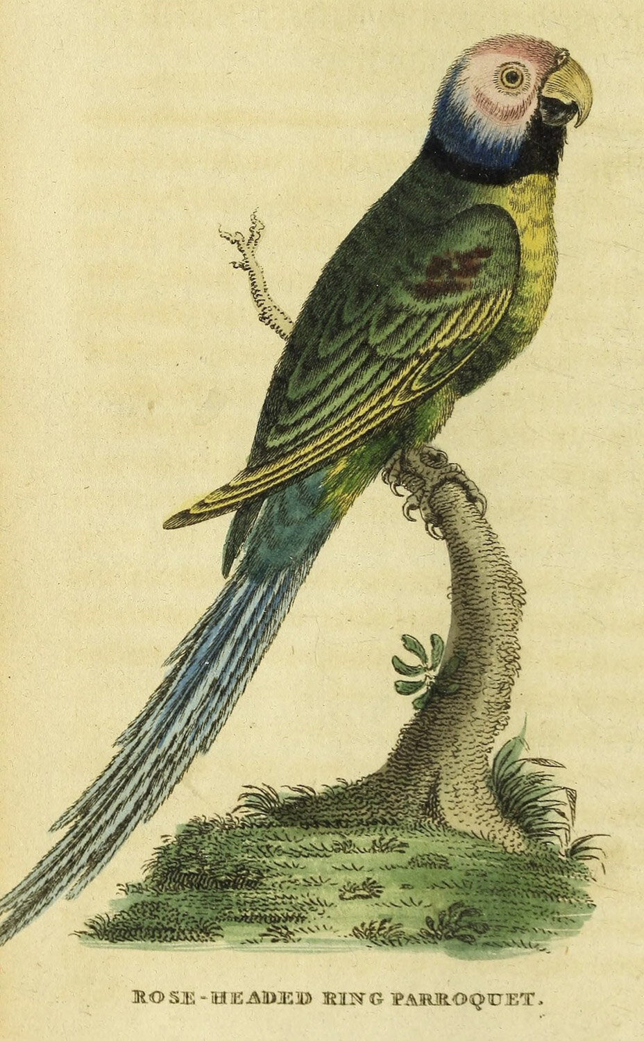 Rose-headed Ring Parakeet.jpg