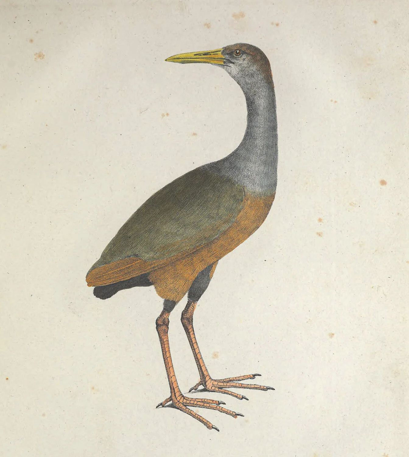 Ruficeps Gallinula.jpg