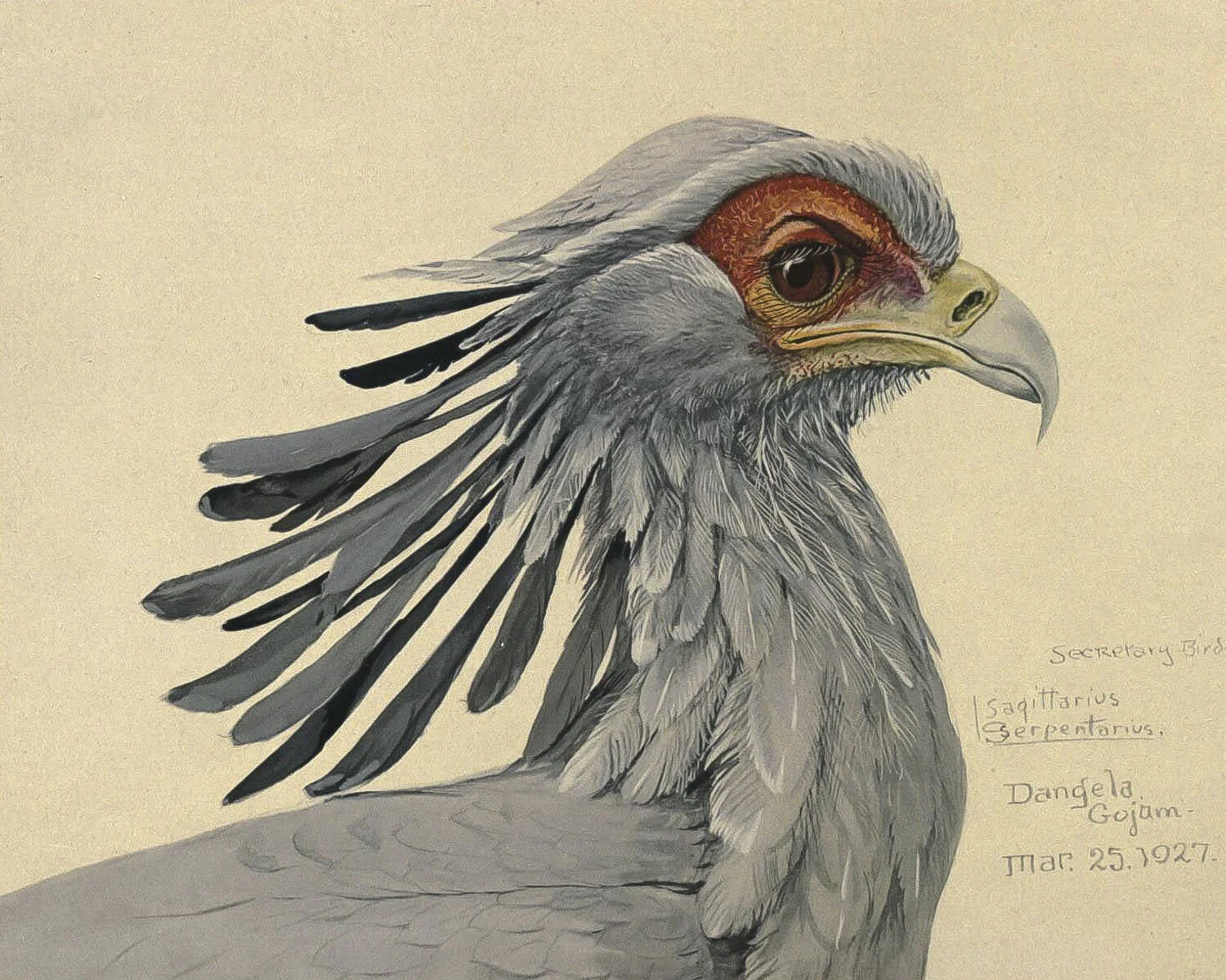 Secretary Bird.jpg