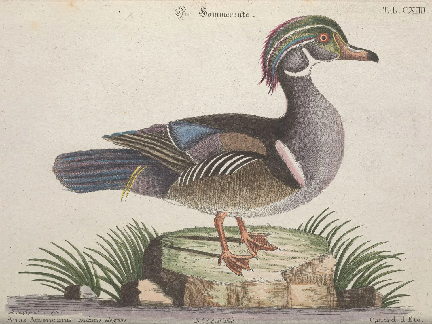 Summer Duck.jpg