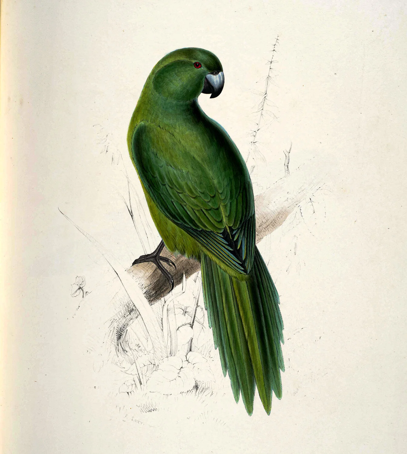 Uniform Parrakeet.jpg