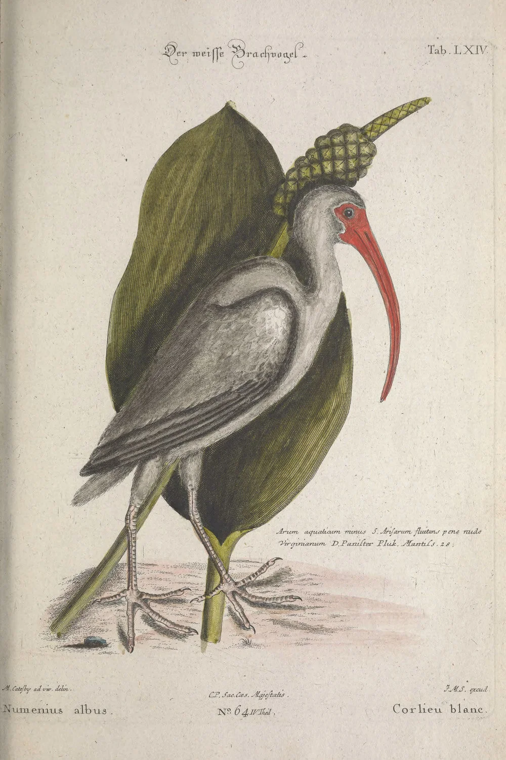 White Curlew.jpg