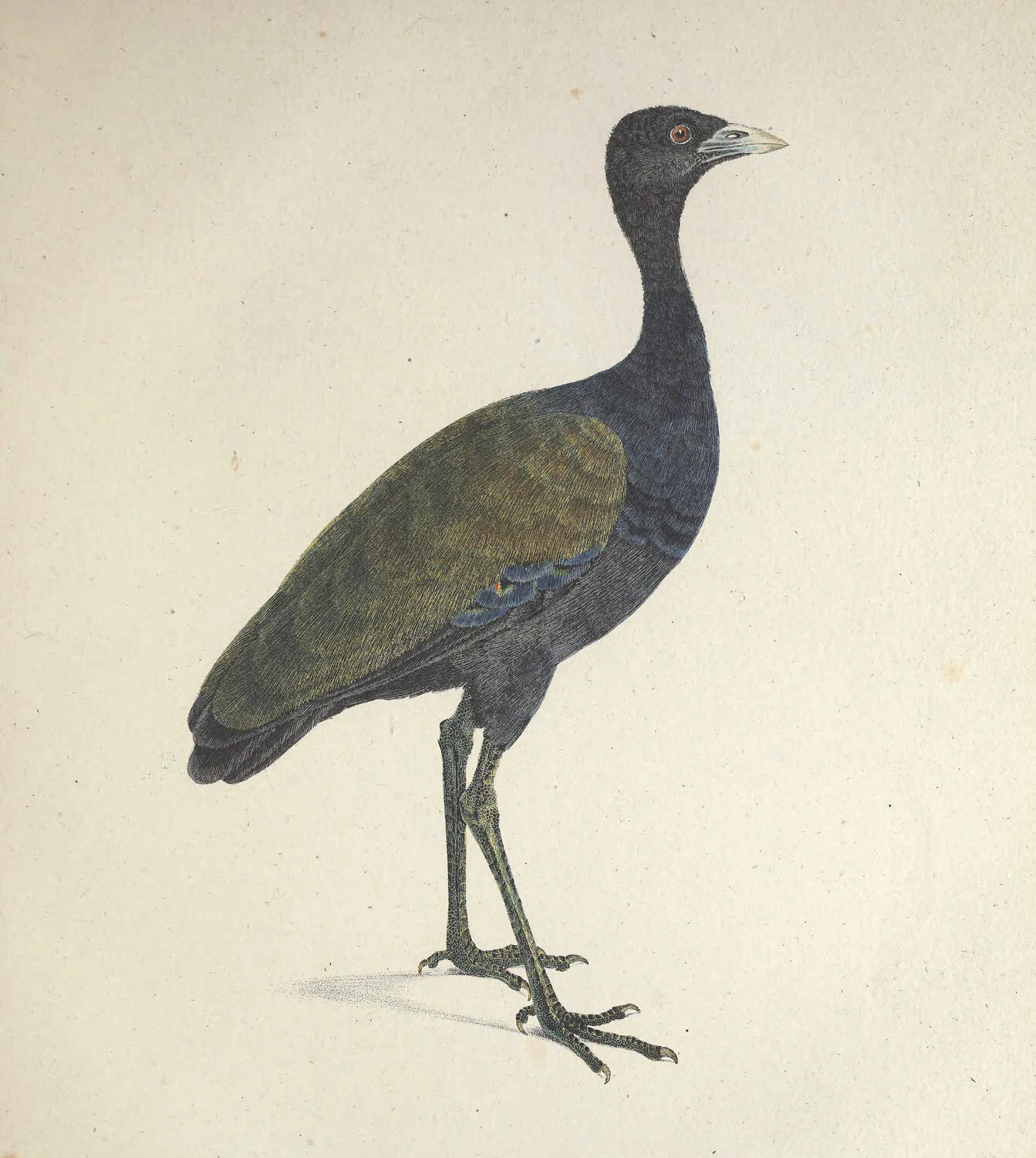 Viridis Psophia.jpg