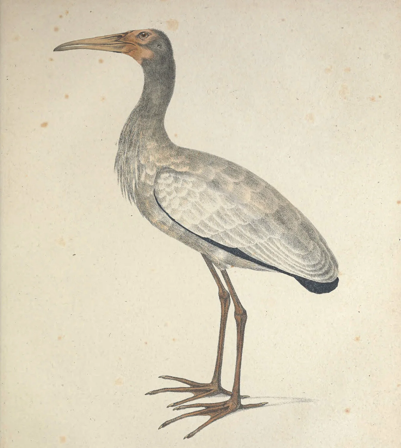 Plumicollis Tantalus.jpg