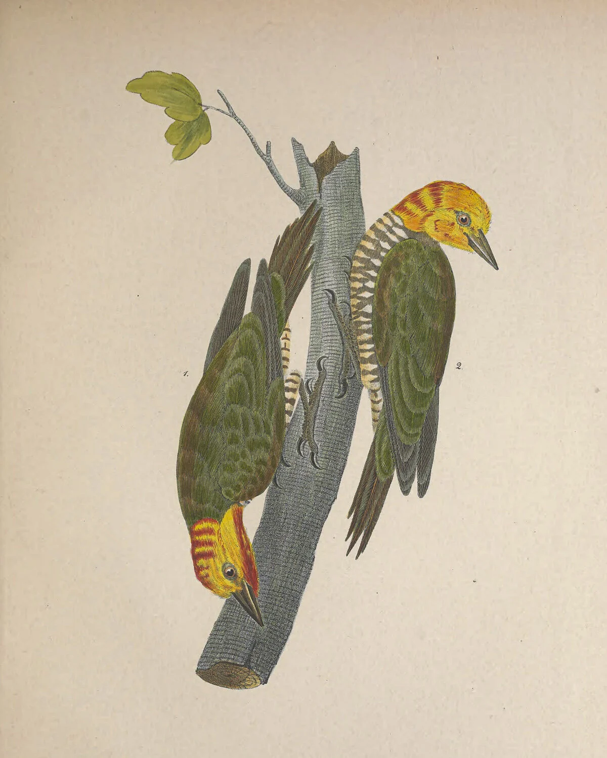 Yellow-capped Picus.jpg