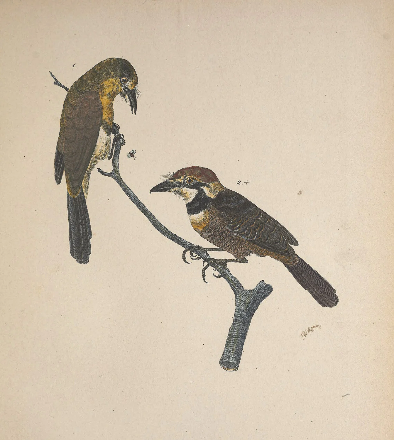 Bucco And Cuphos.jpg